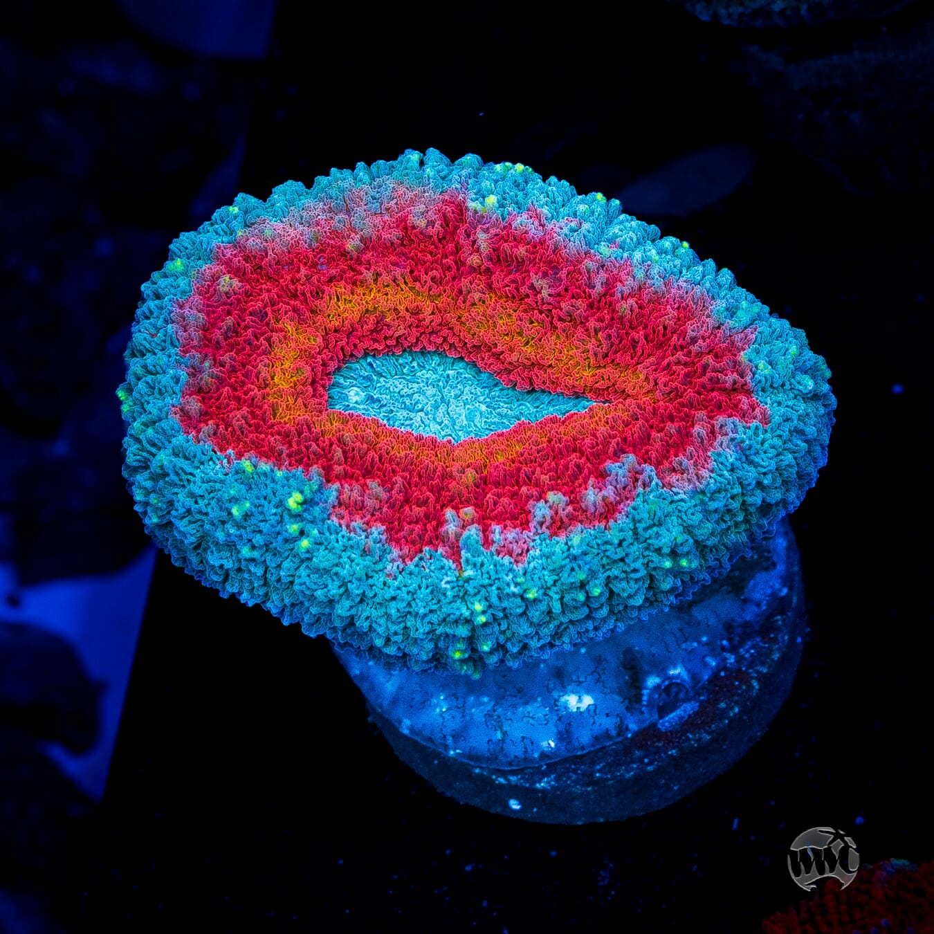 Stars and Stripes Lobophyllia