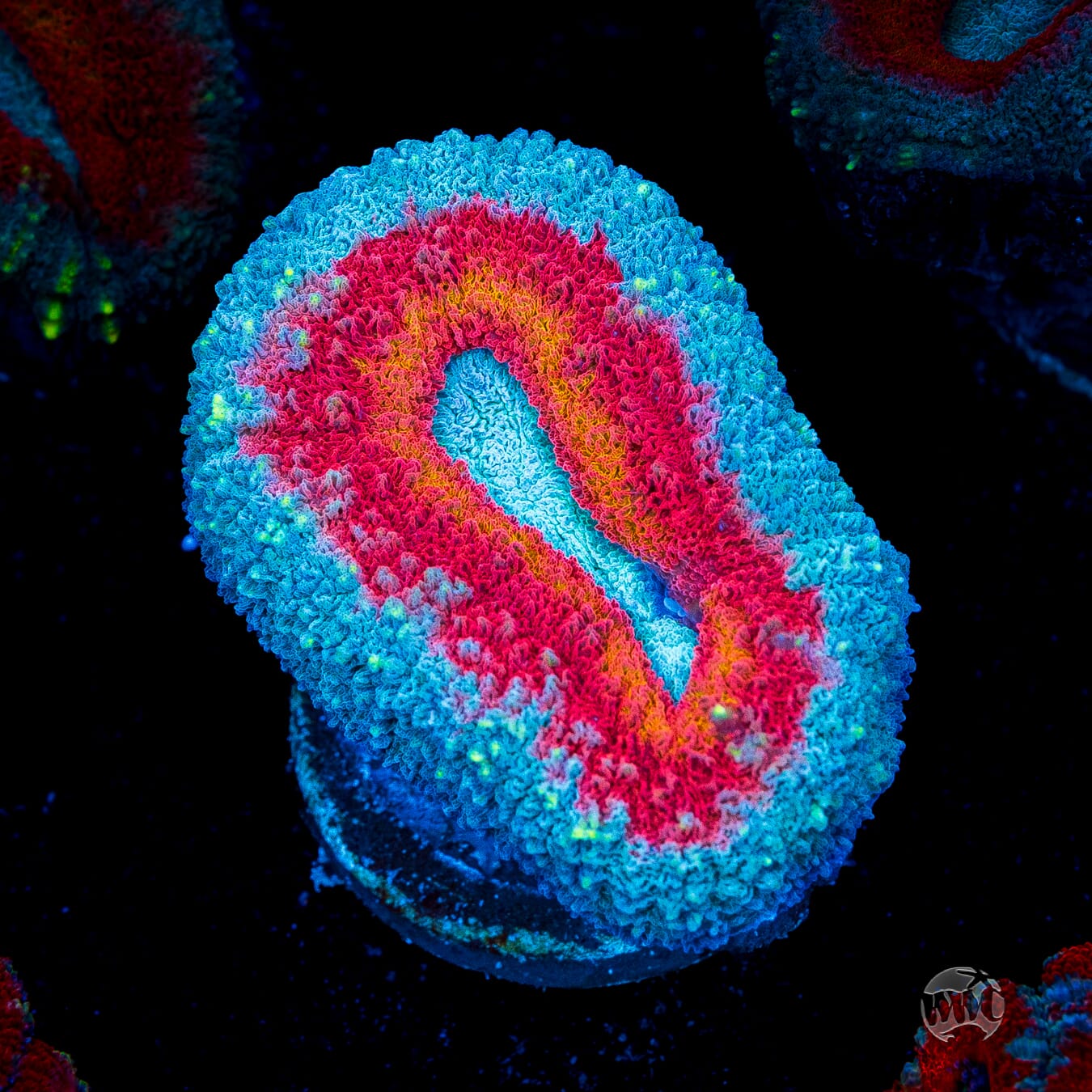 Stars and Stripes Lobophyllia