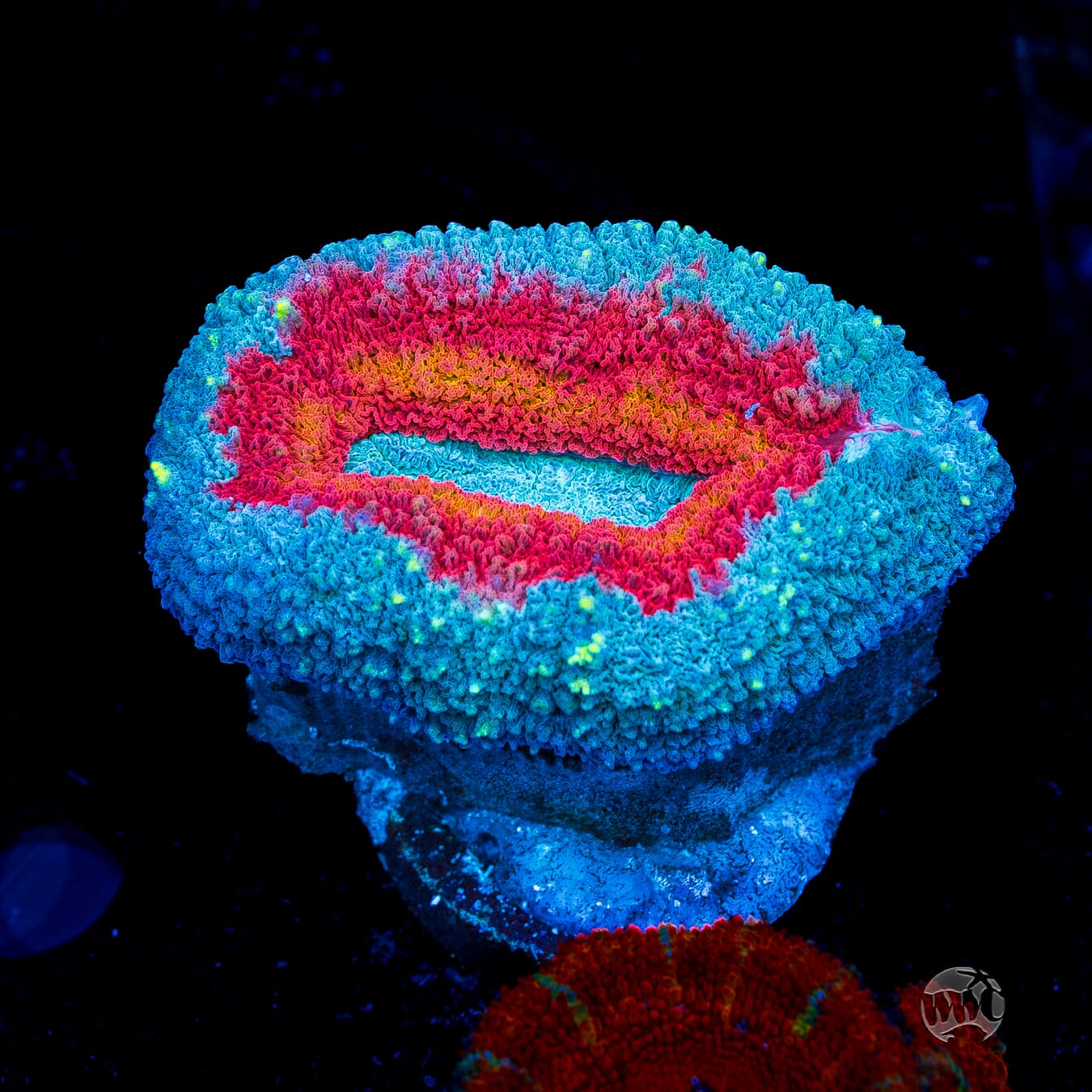 Stars and Stripes Lobophyllia