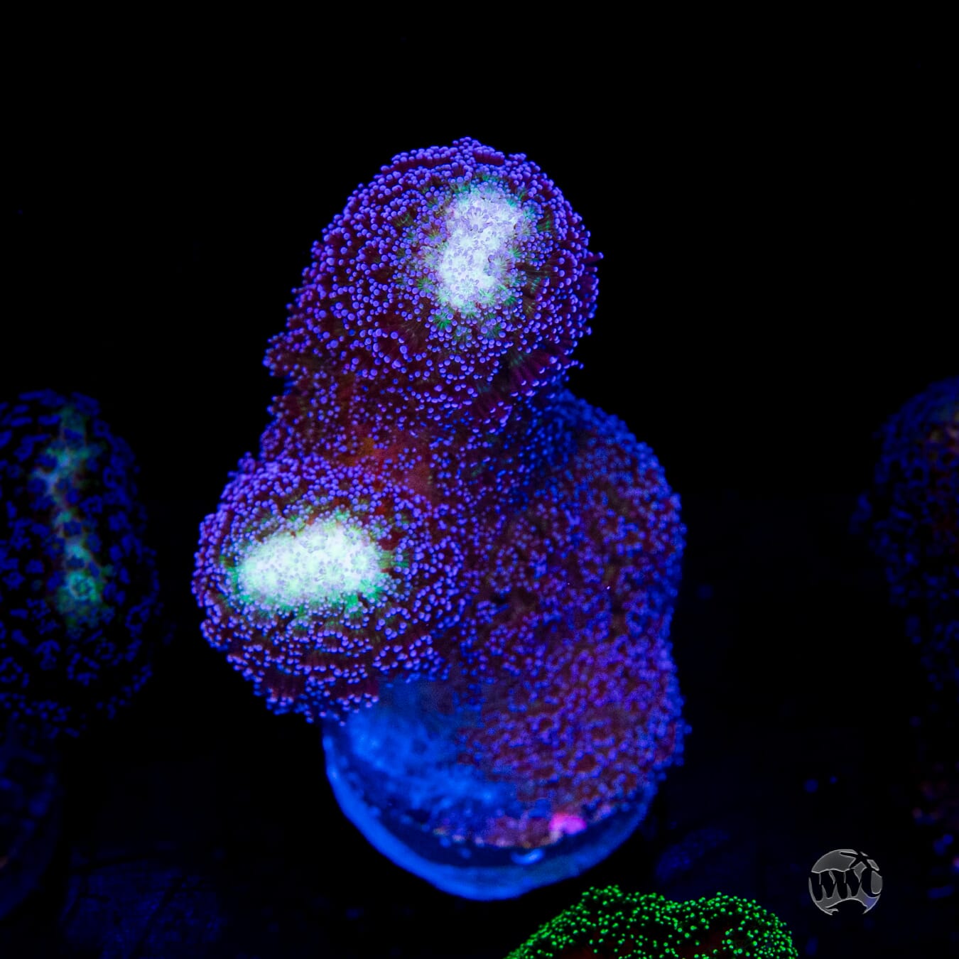 WWC Blue Stylophora