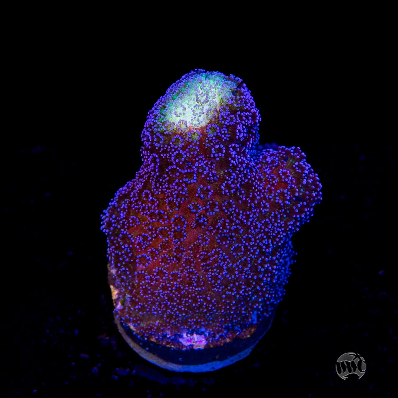 WWC Blue Stylophora