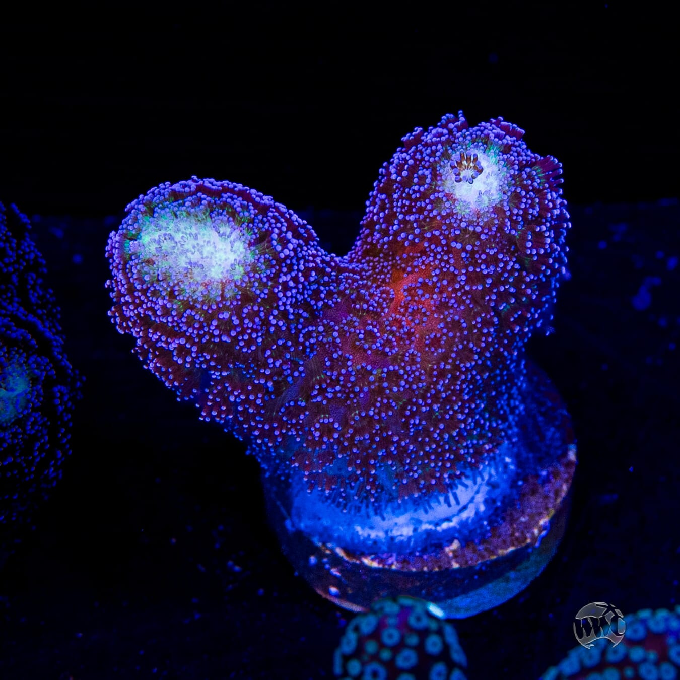 WWC Blue Stylophora