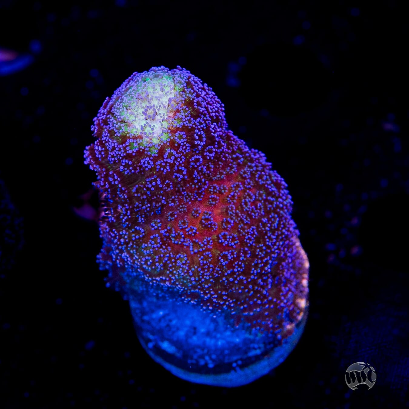 WWC Blue Stylophora