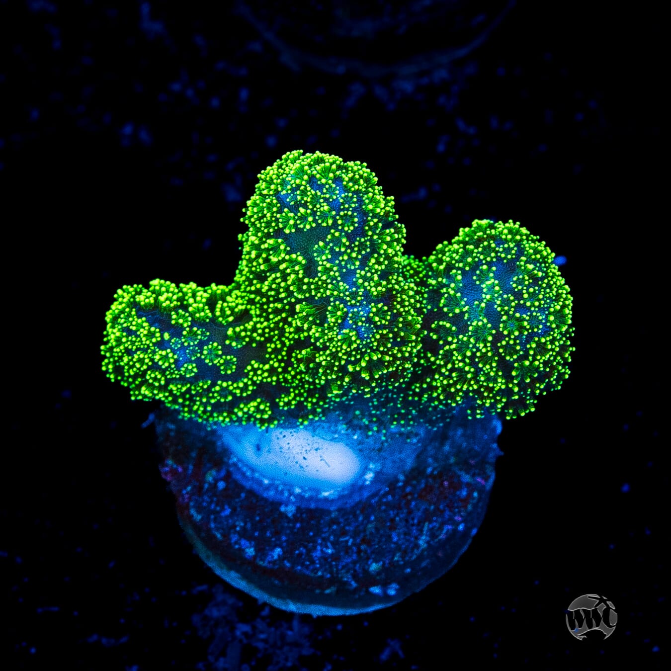 WWC Green Goblin Stylophora