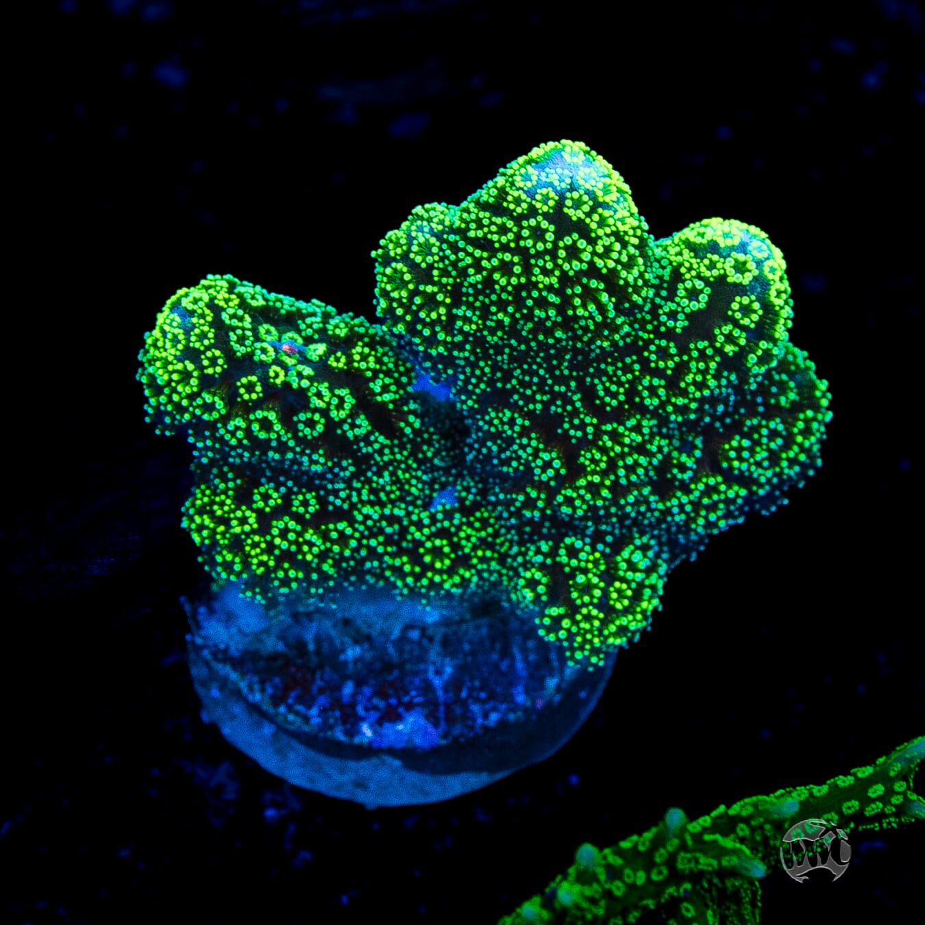 WWC Green Goblin Stylophora