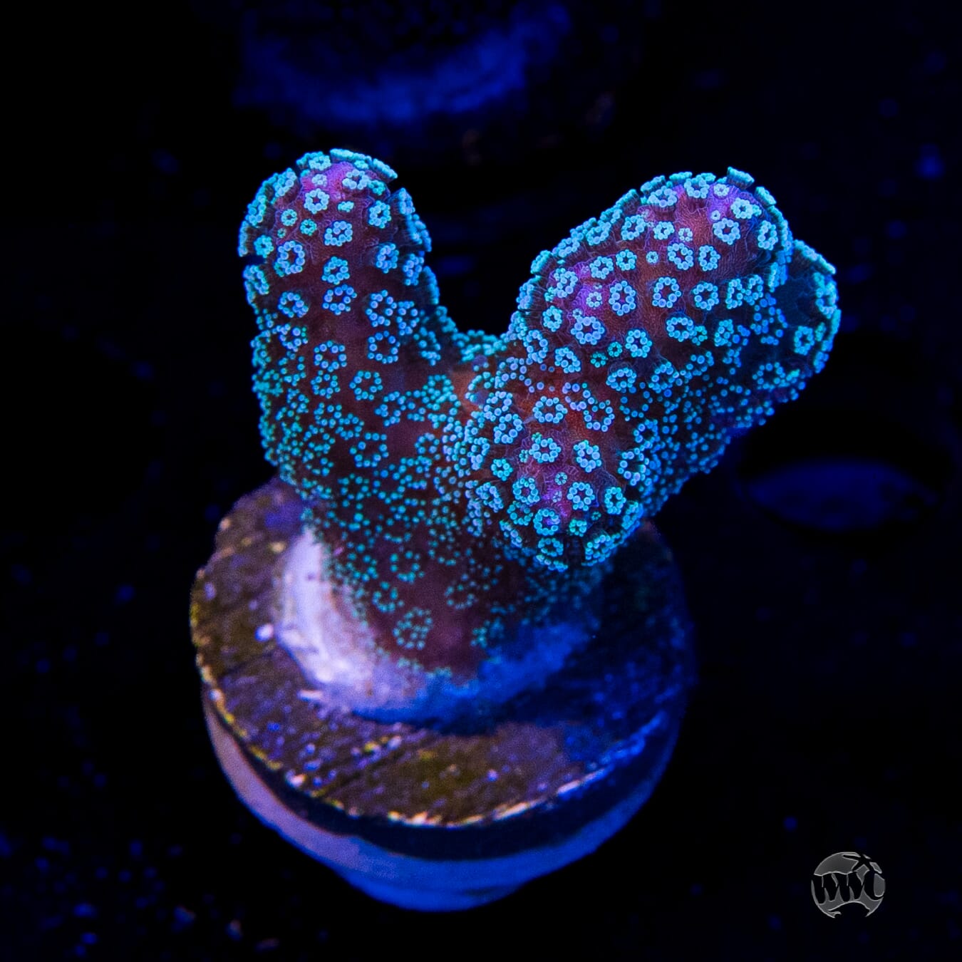 Tyree Rainbow Stylophora