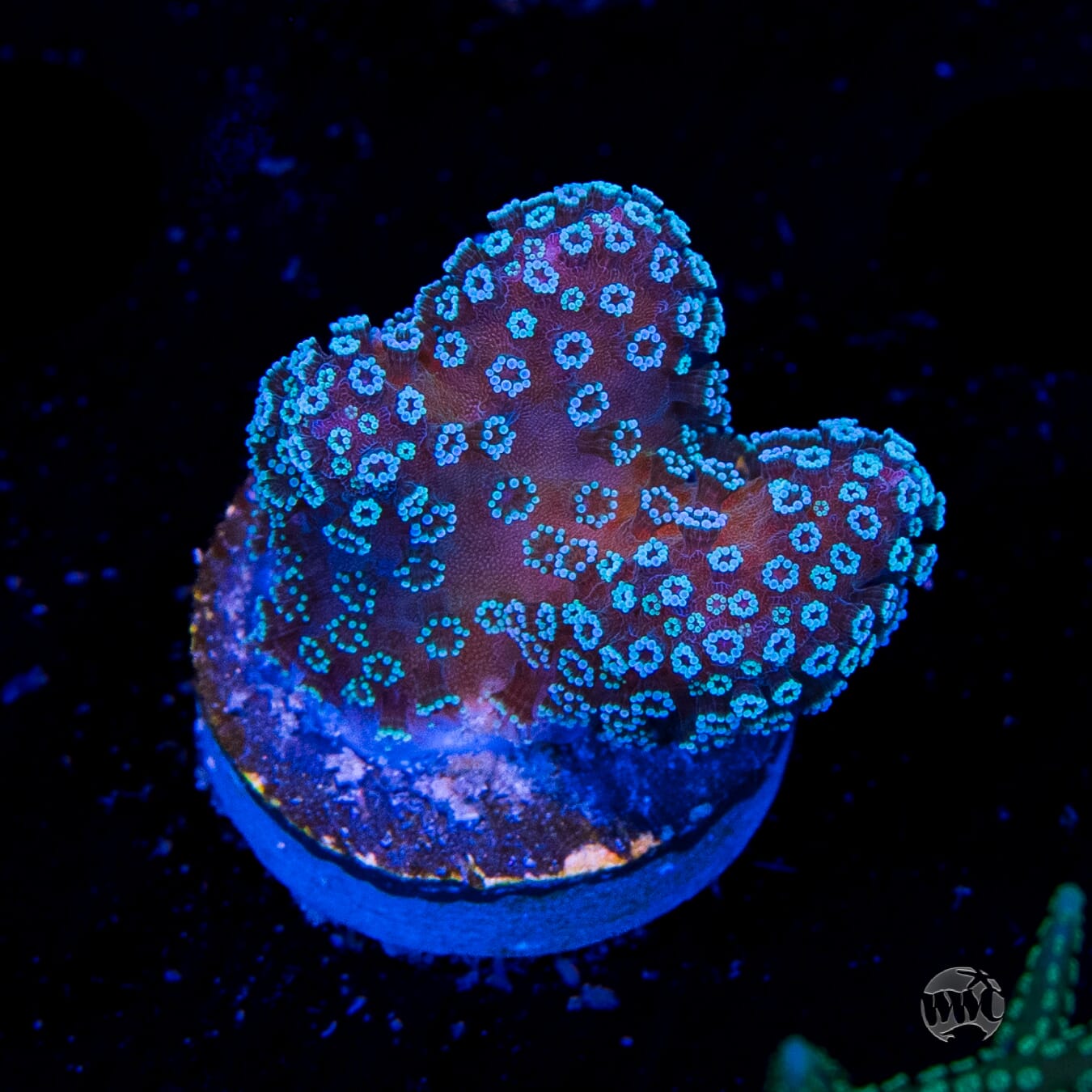 Tyree Rainbow Stylophora