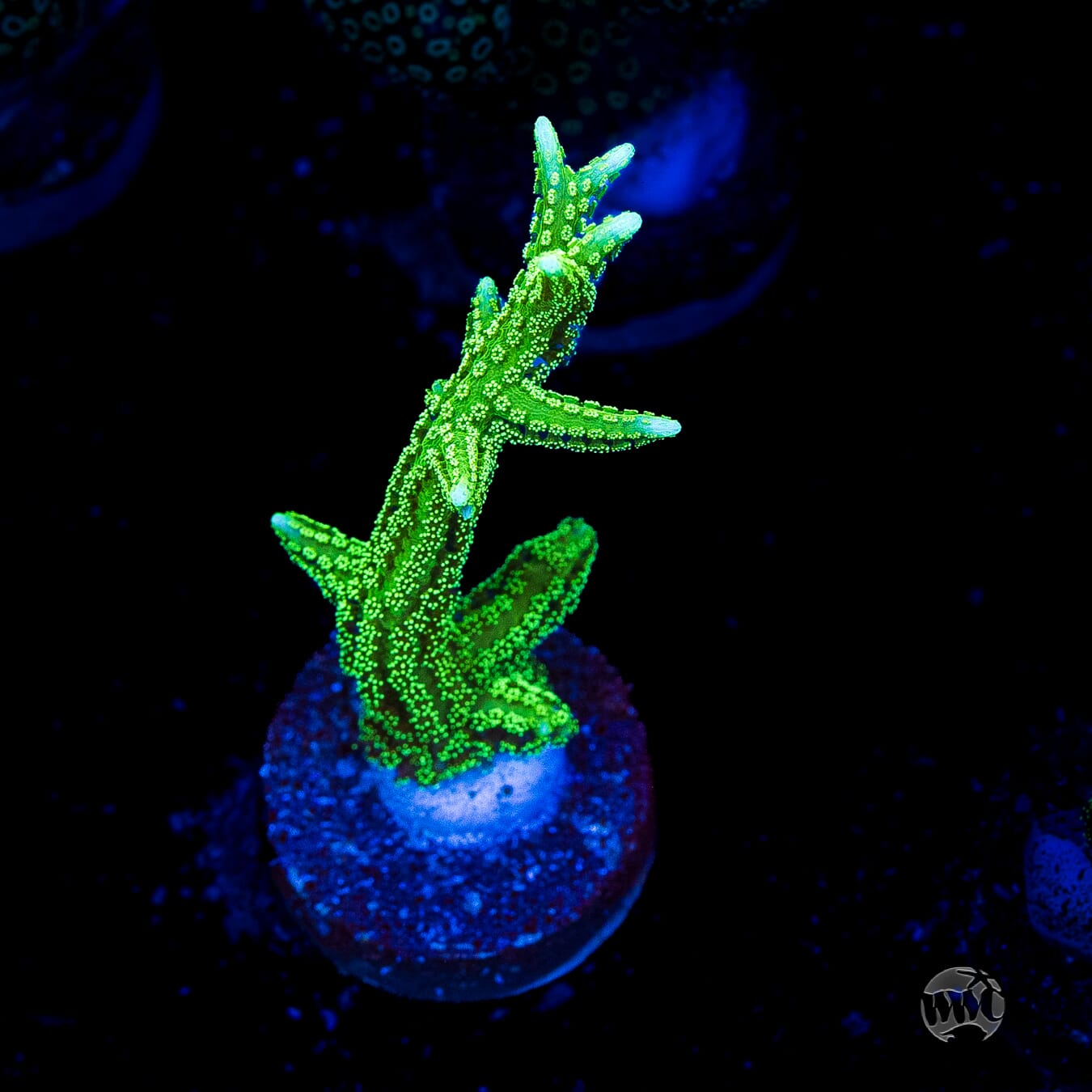 RF Jade Dragon Birdsnest