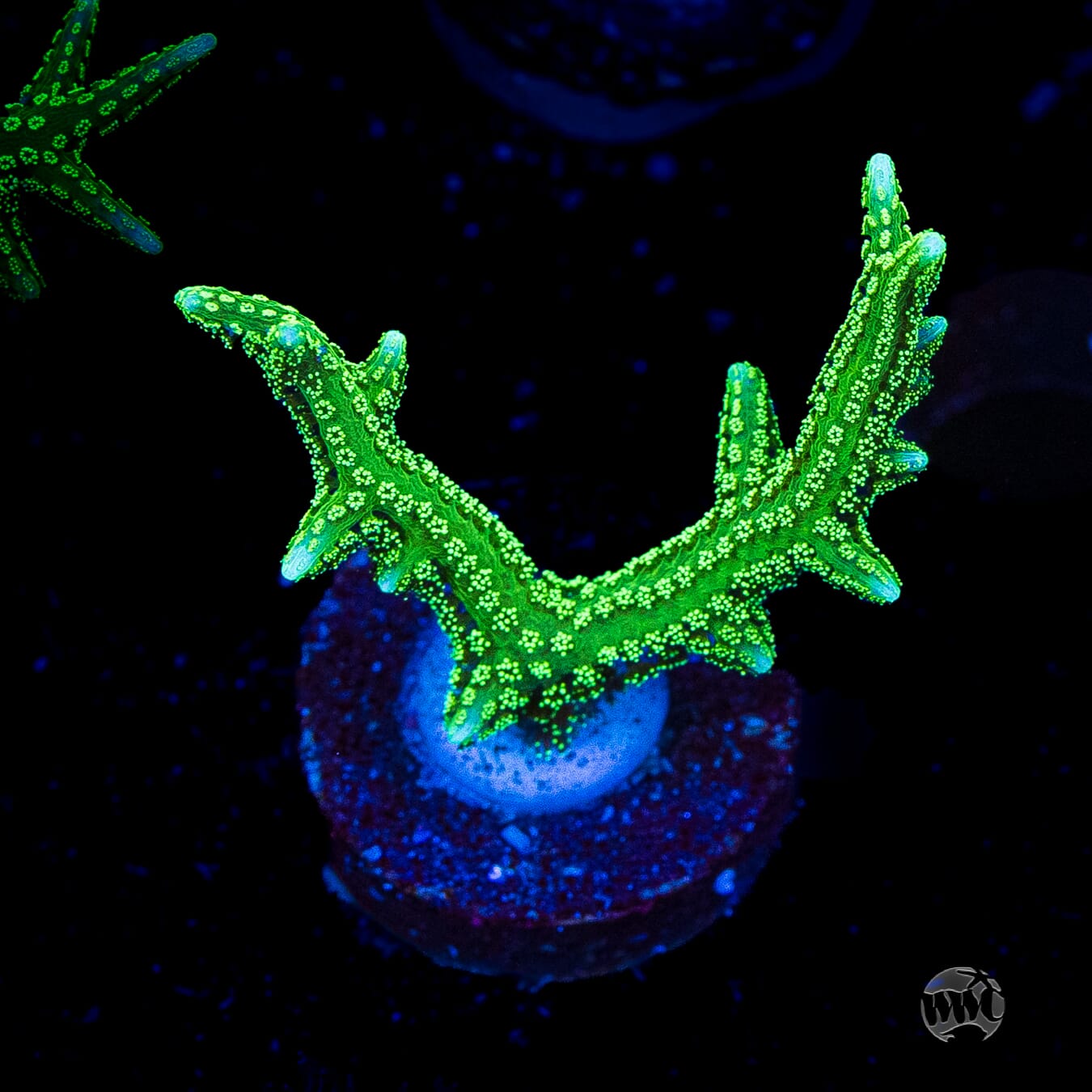 RF Jade Dragon Birdsnest