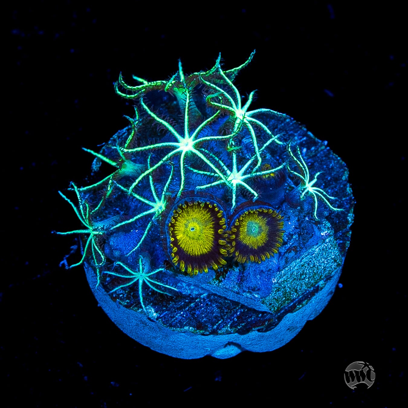 WWC Sizzling Star Polyps Combo w Zoanthids