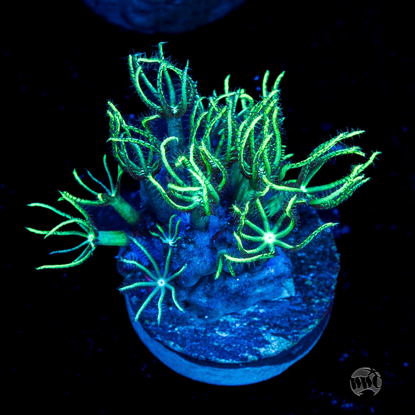 WWC Sizzling Star Polyps
