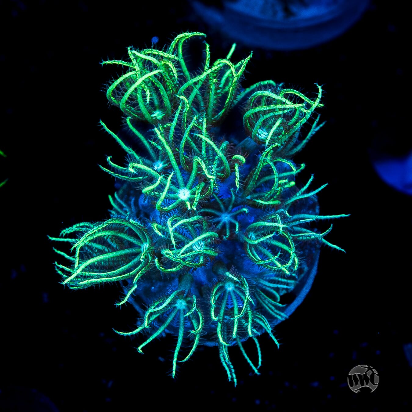 WWC Sizzling Star Polyps