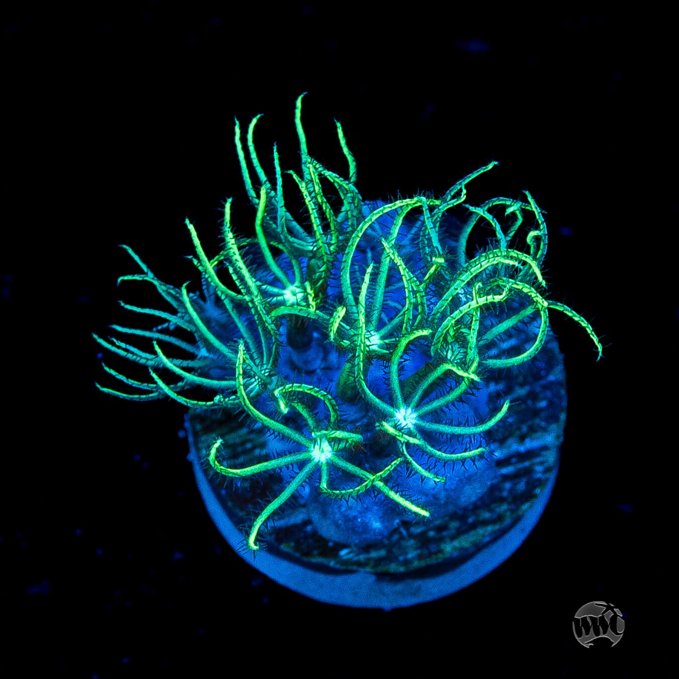 WWC Sizzling Star Polyps