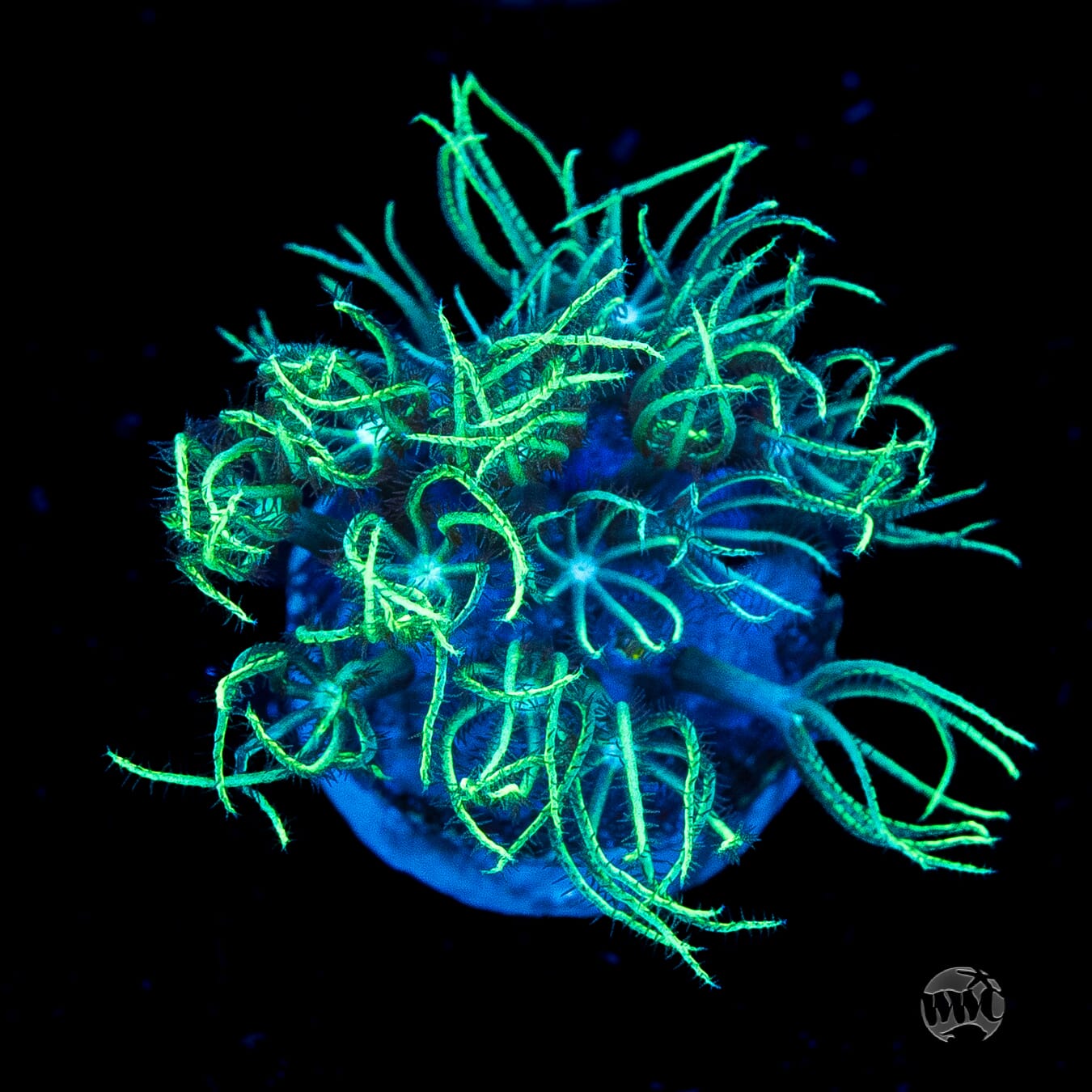 WWC Sizzling Star Polyps