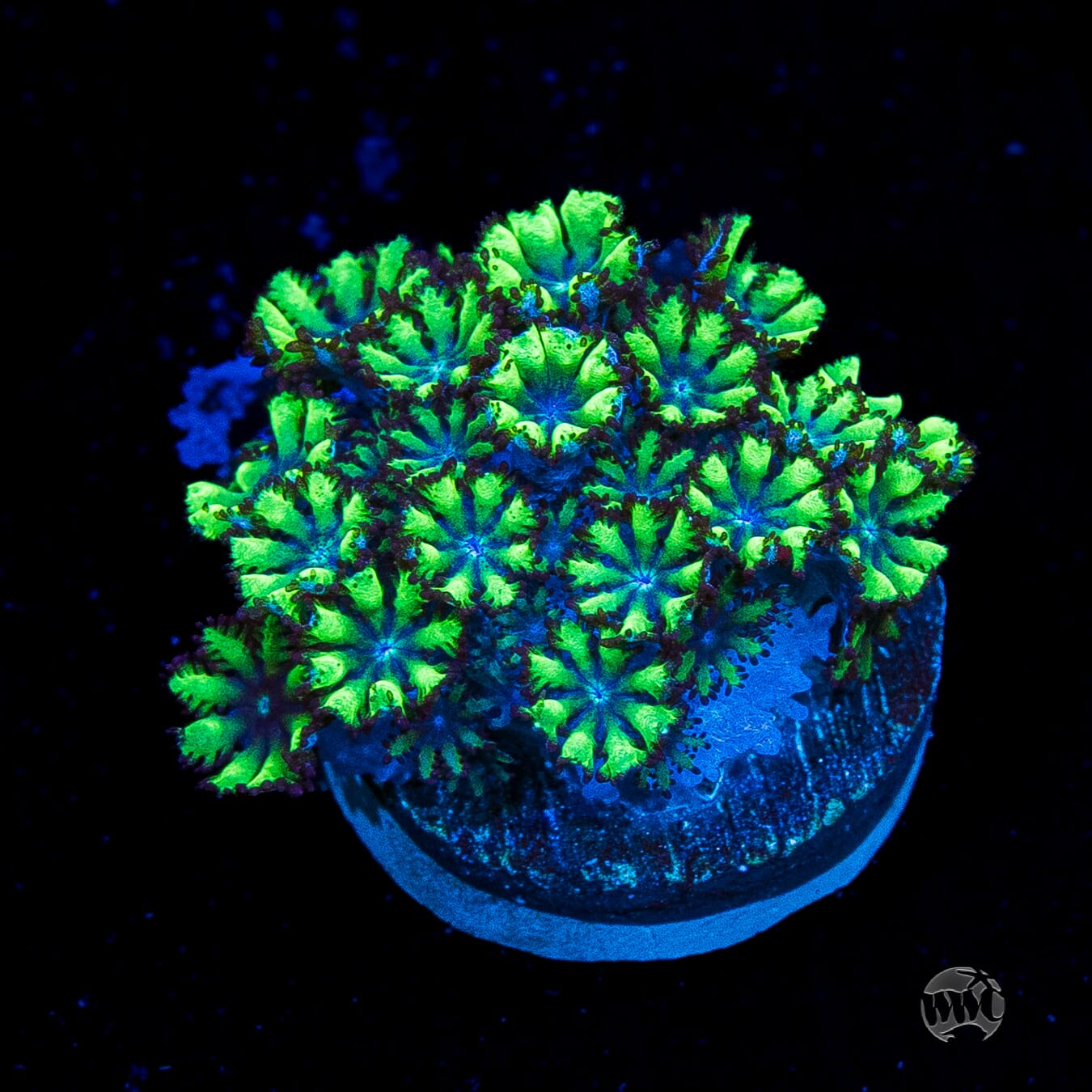 WWC Blue Sympodium