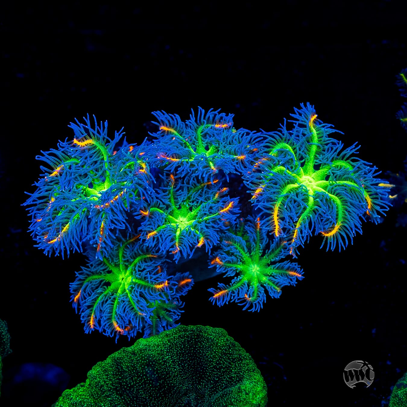 WWC High Voltage Clove Polyps