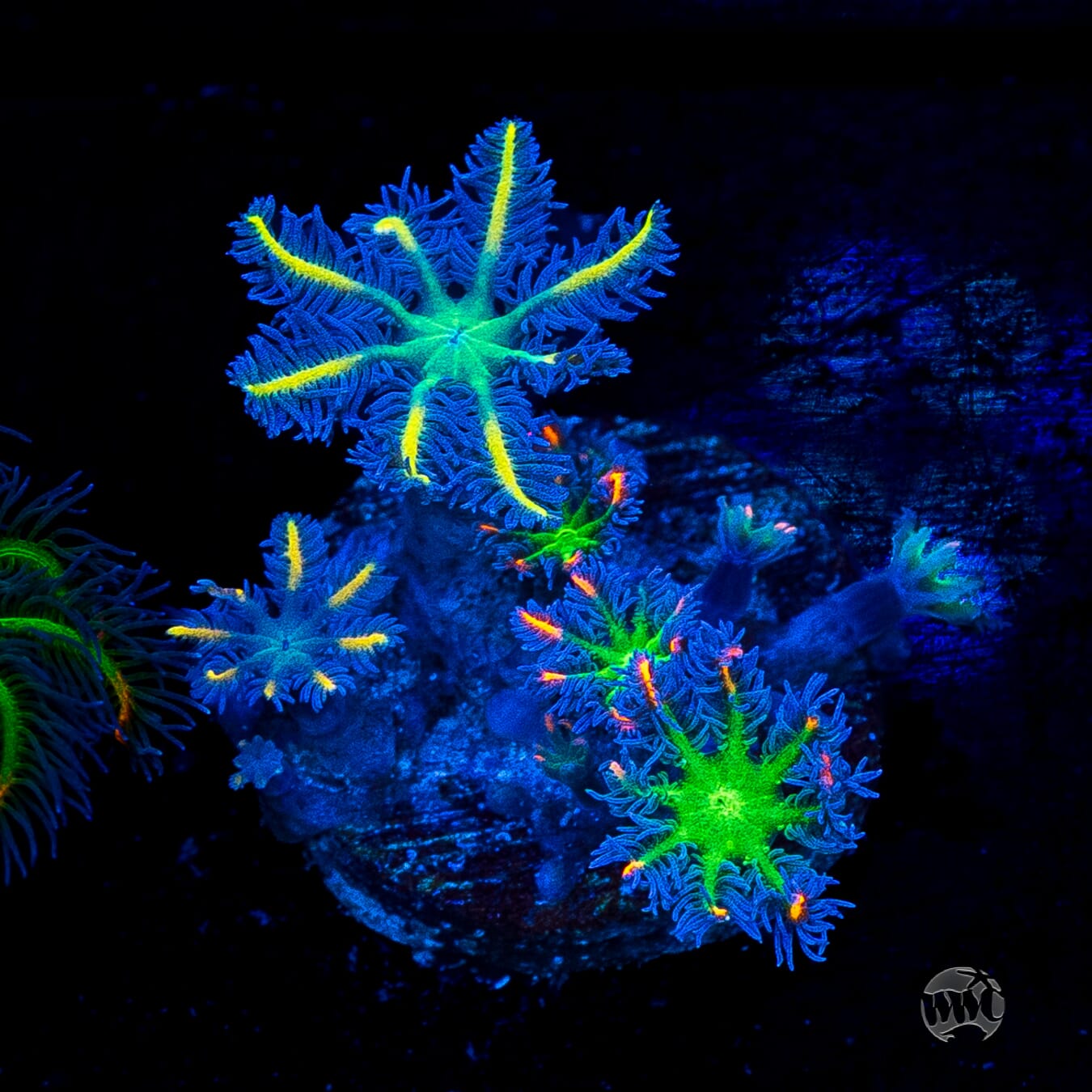 WWC High Voltage Clove Polyps