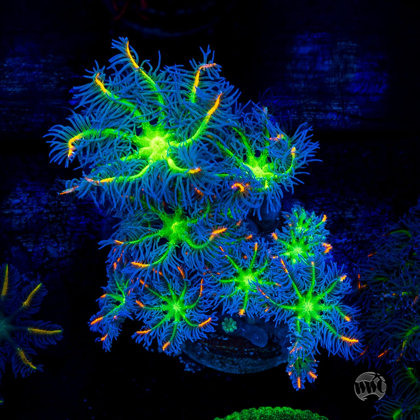 WWC High Voltage Clove Polyps