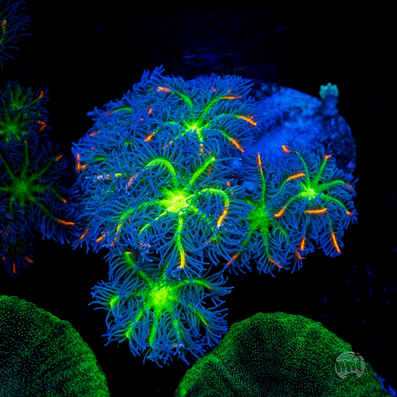 WWC High Voltage Clove Polyps