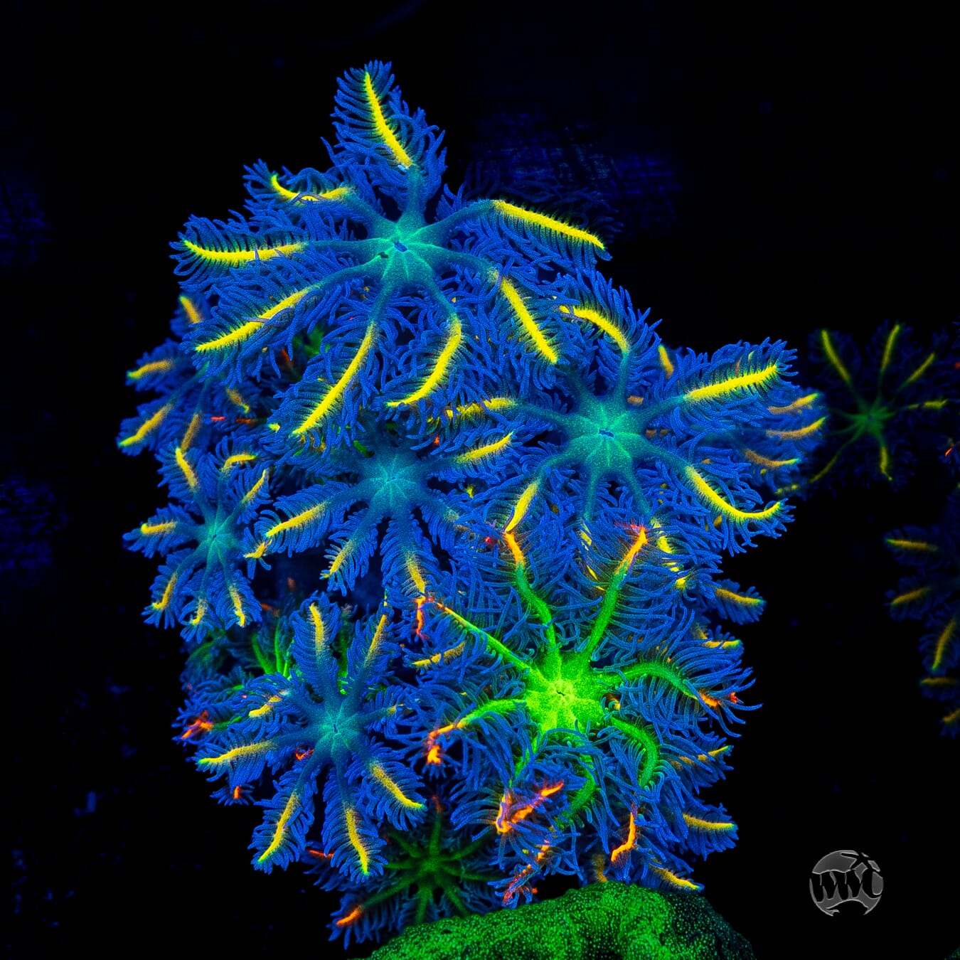 WWC Lemon Tipped and High Voltage Combo Clove Polyps