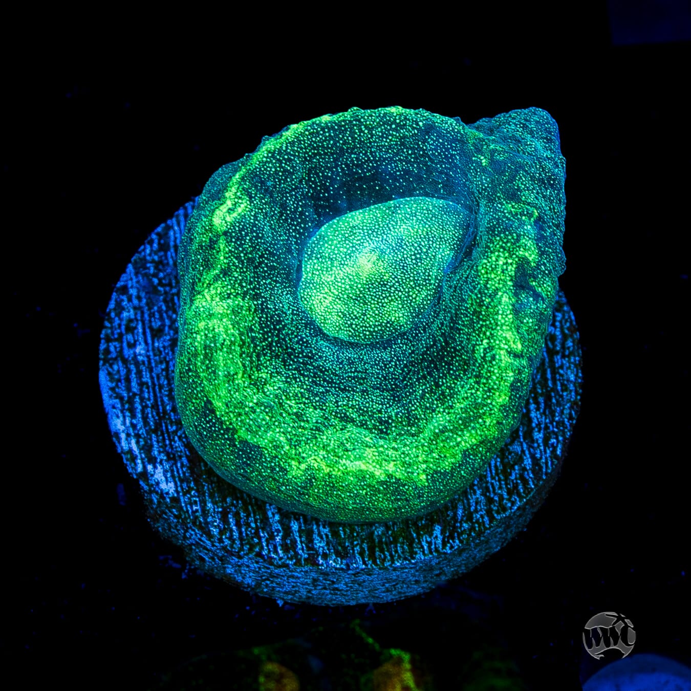 Seafoam Favia
