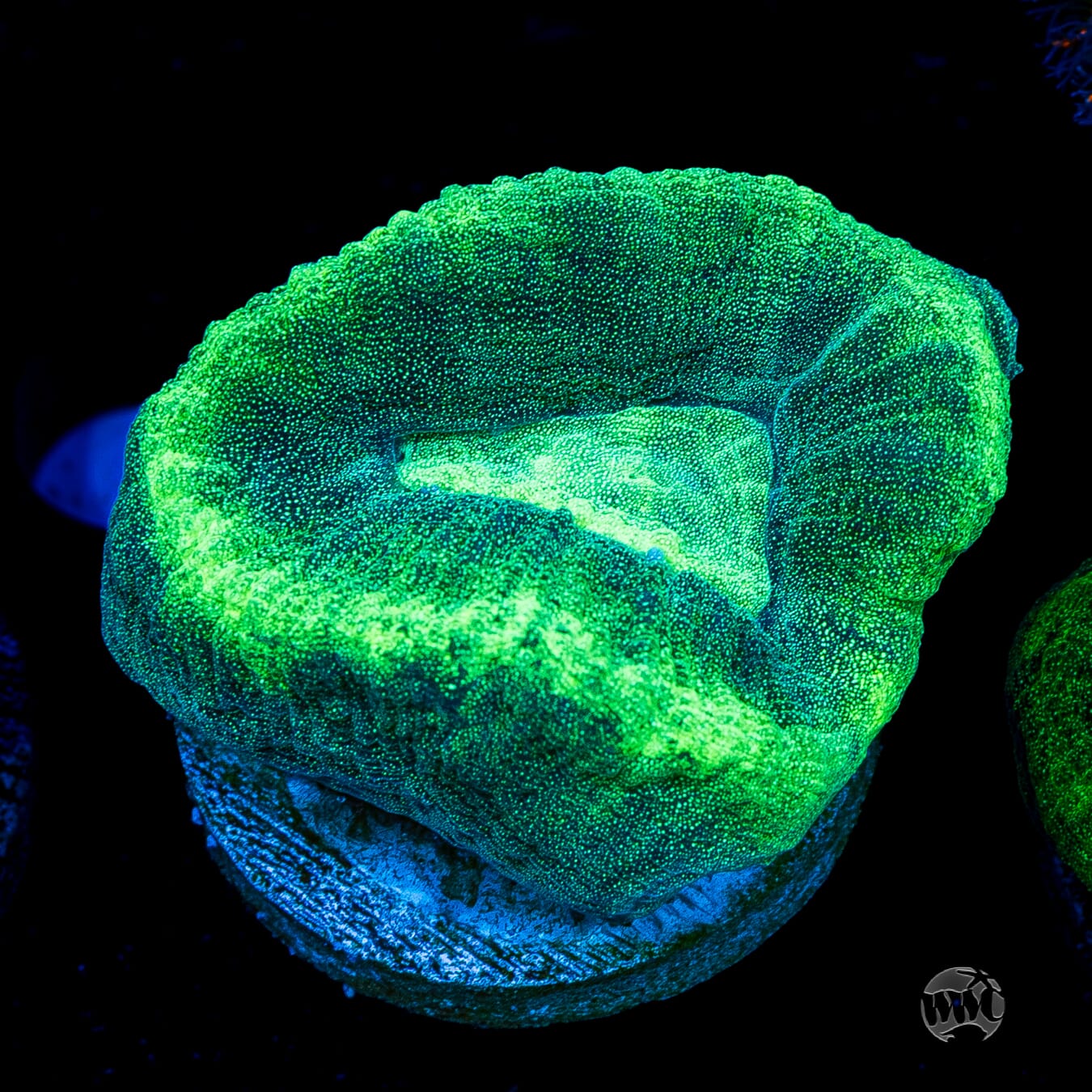 Seafoam Favia