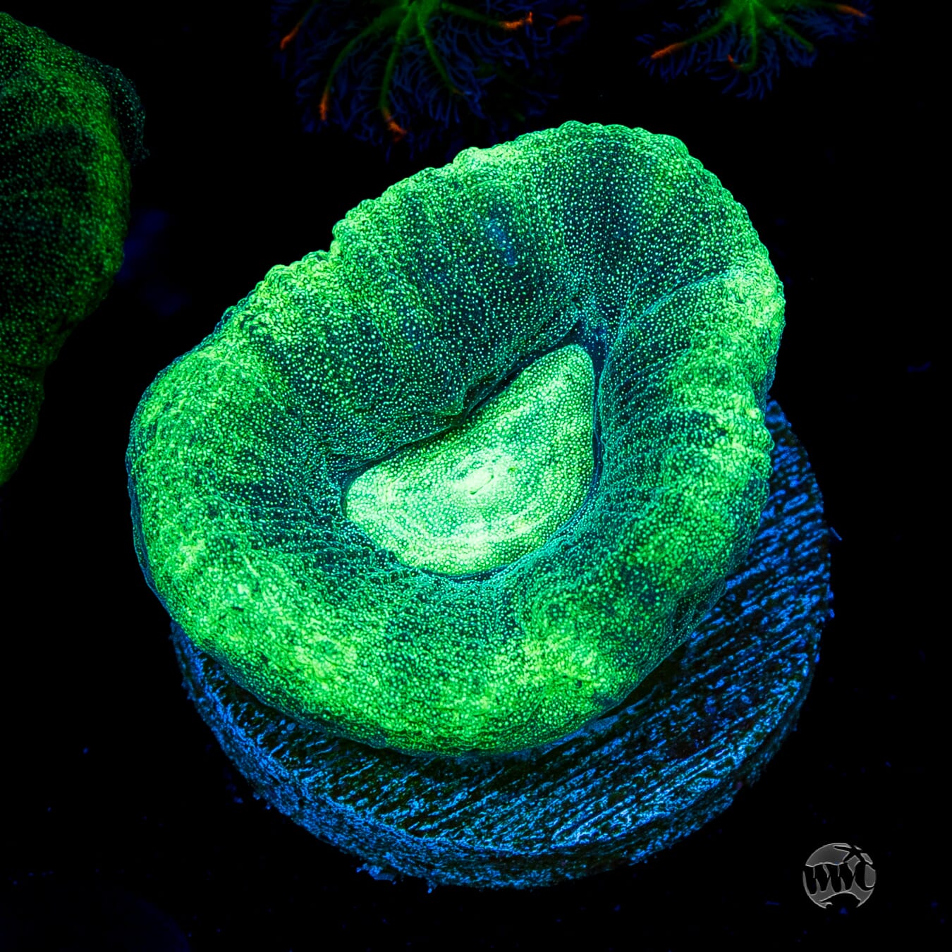 Seafoam Favia