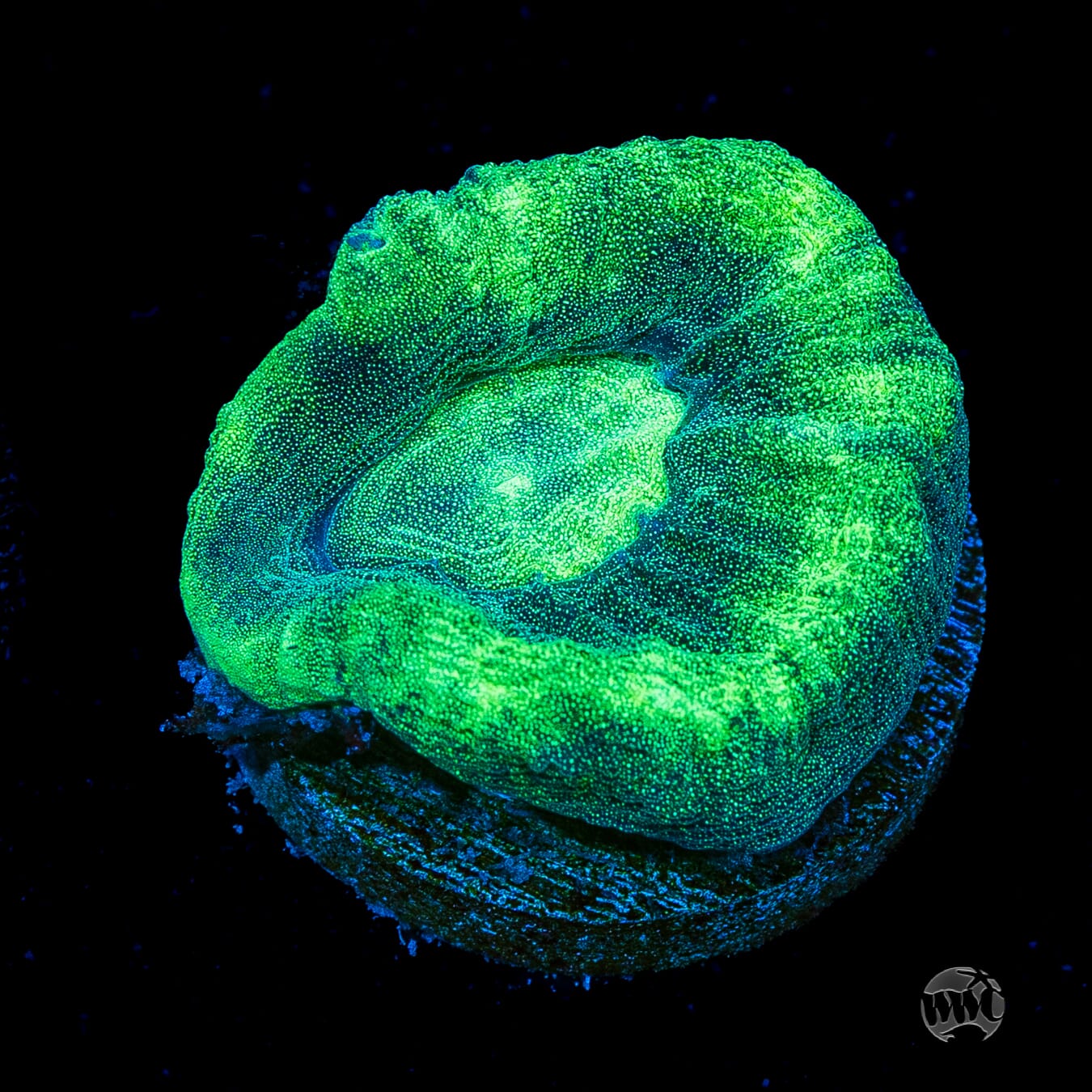 Seafoam Favia