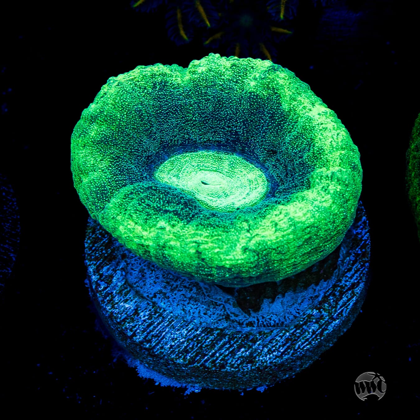 Seafoam Favia