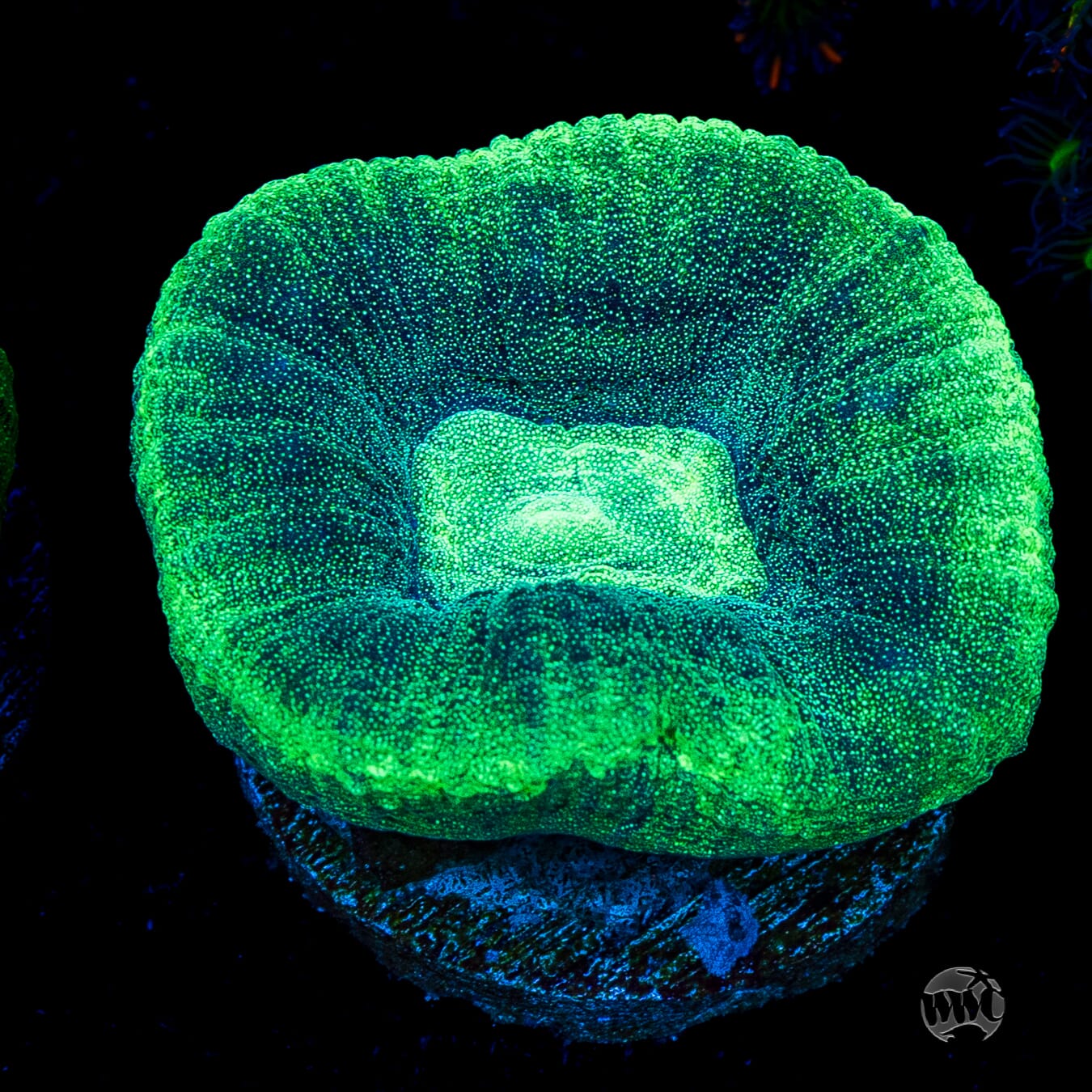 Seafoam Favia
