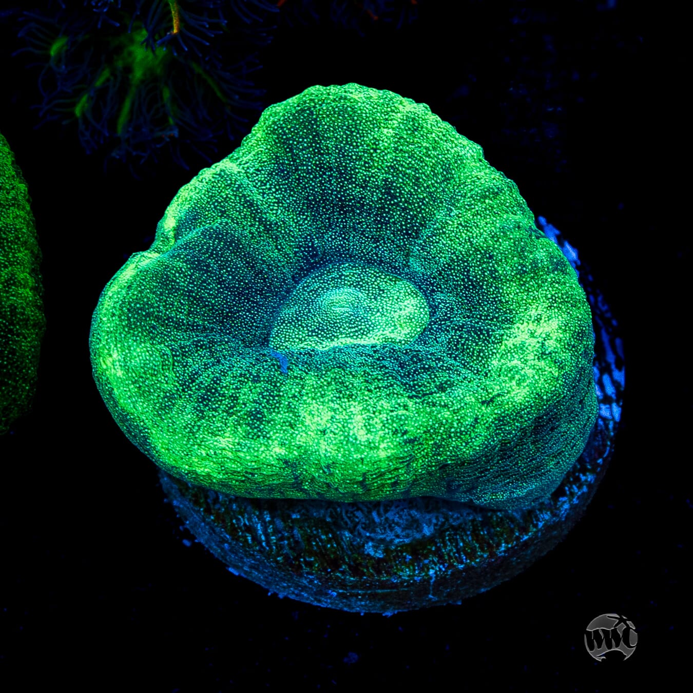 Seafoam Favia