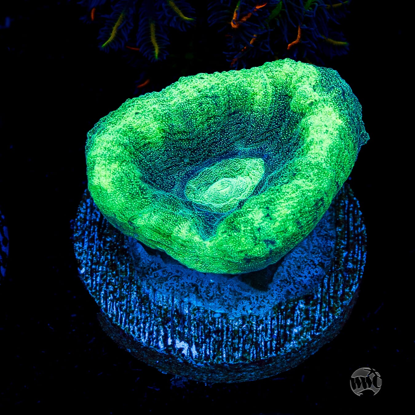 Seafoam Favia