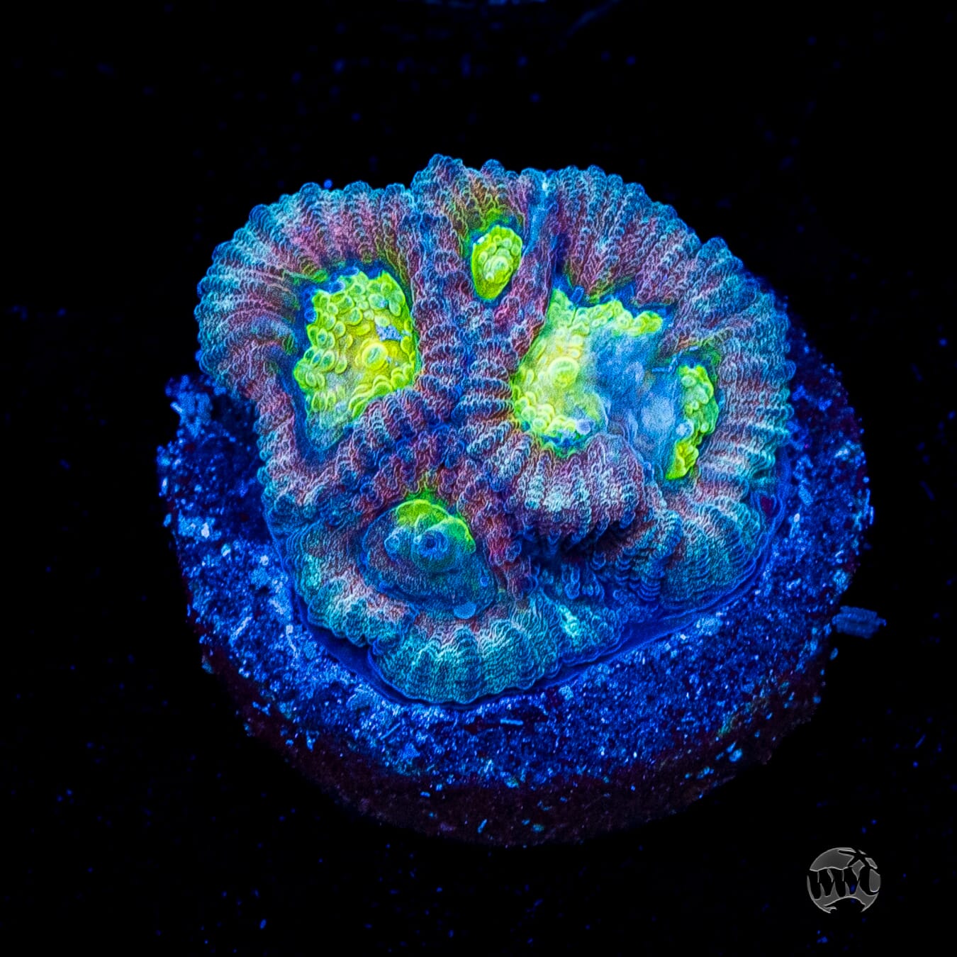 Blue Lobster Favia