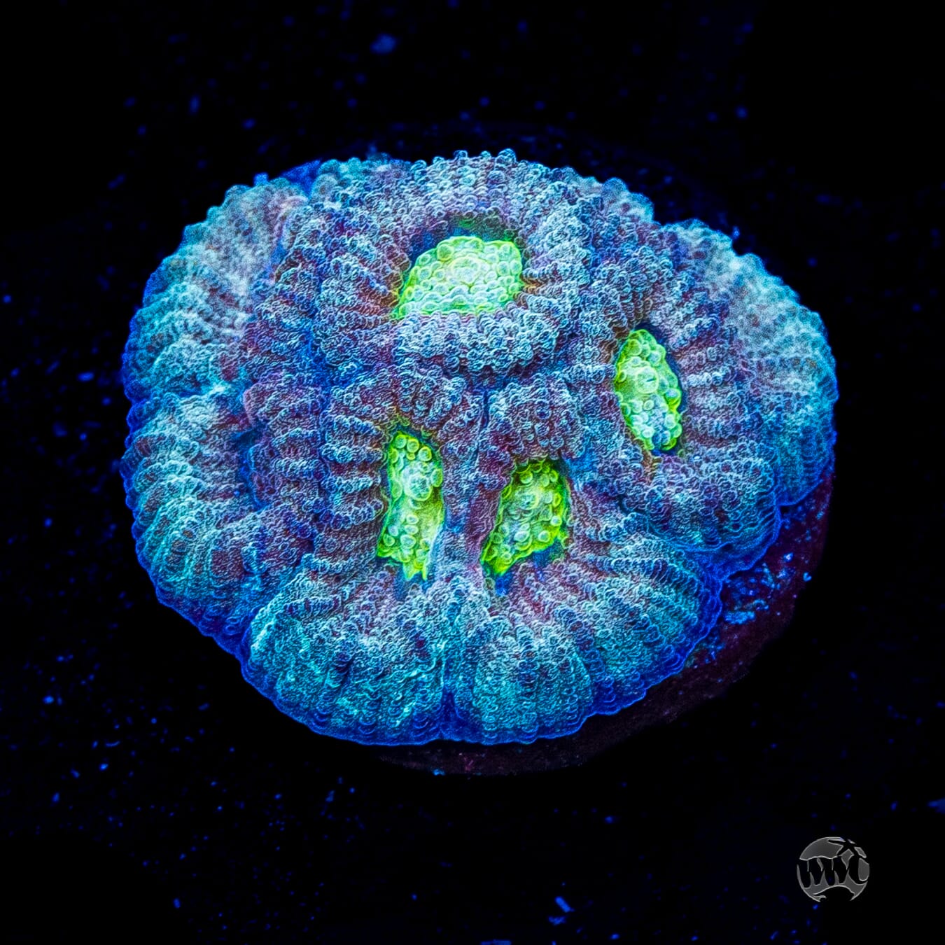 Blue Lobster Favia