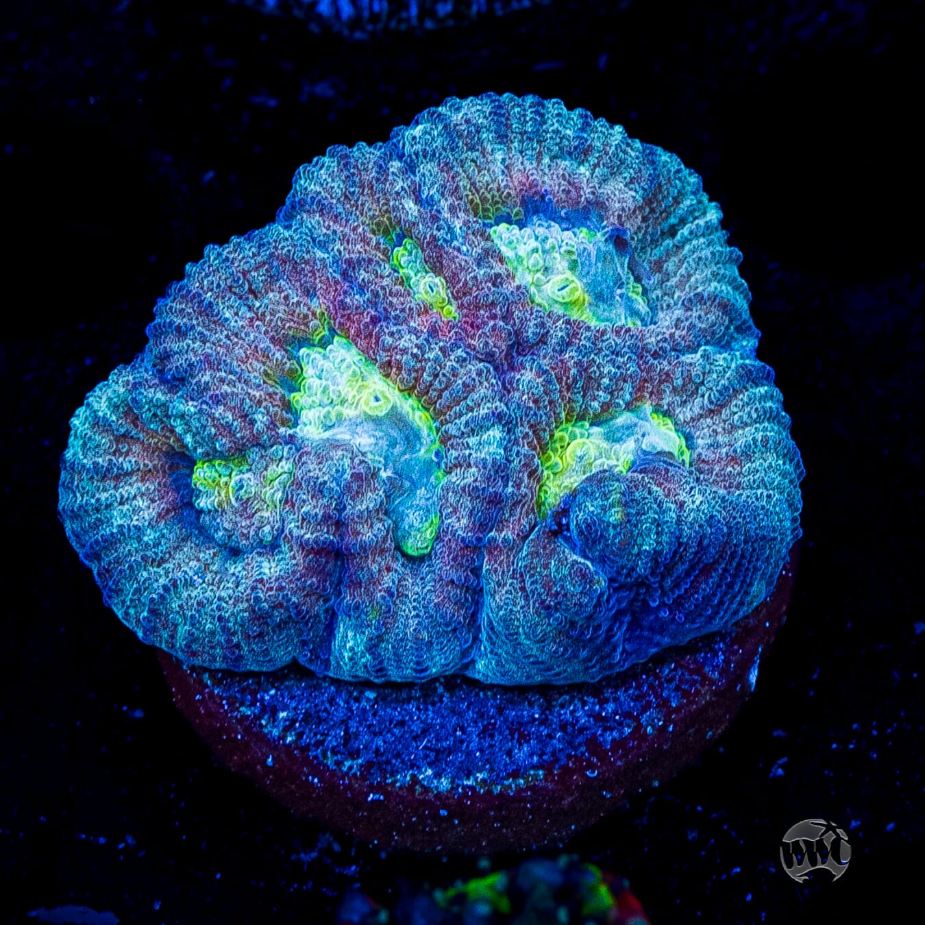 Blue Lobster Favia