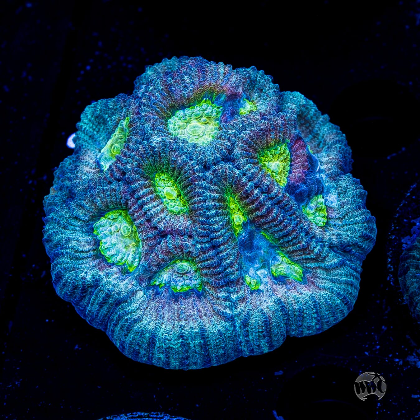 Blue Lobster Favia