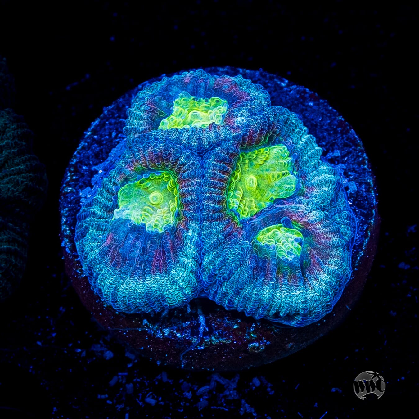 Blue Lobster Favia