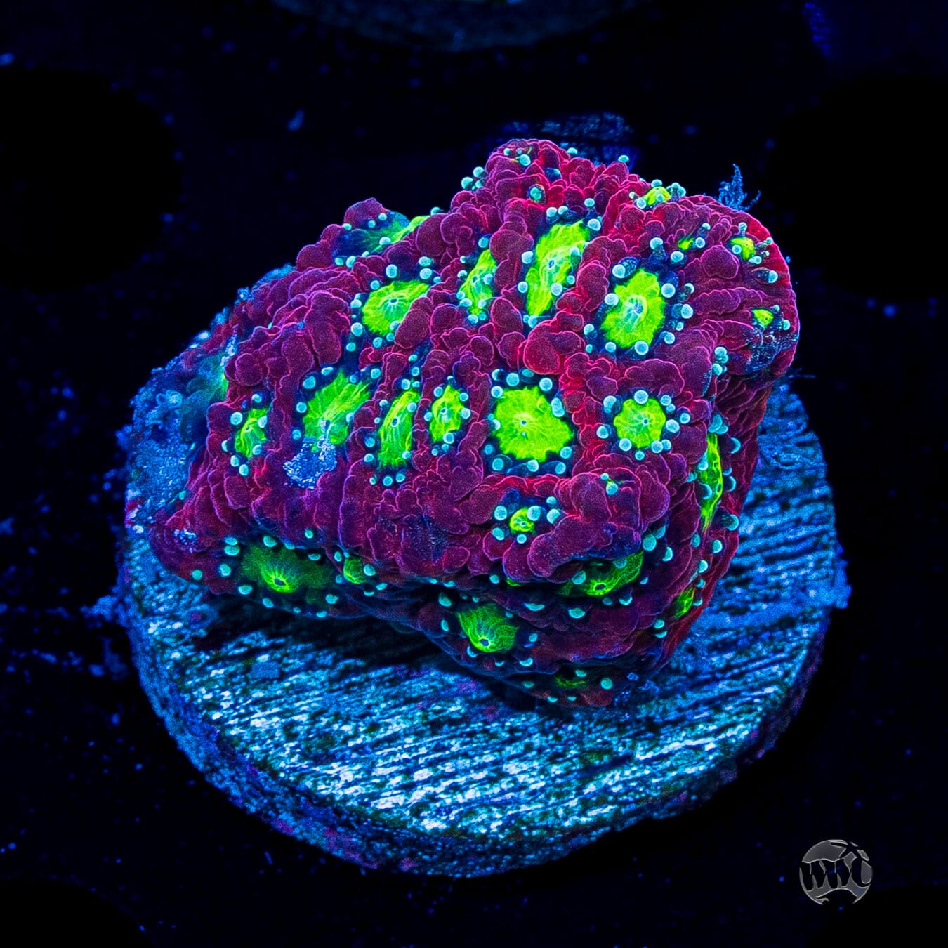 WWC Graffiti War Coral