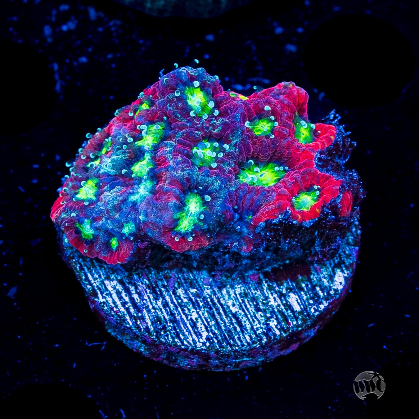 WWC Graffiti War Coral