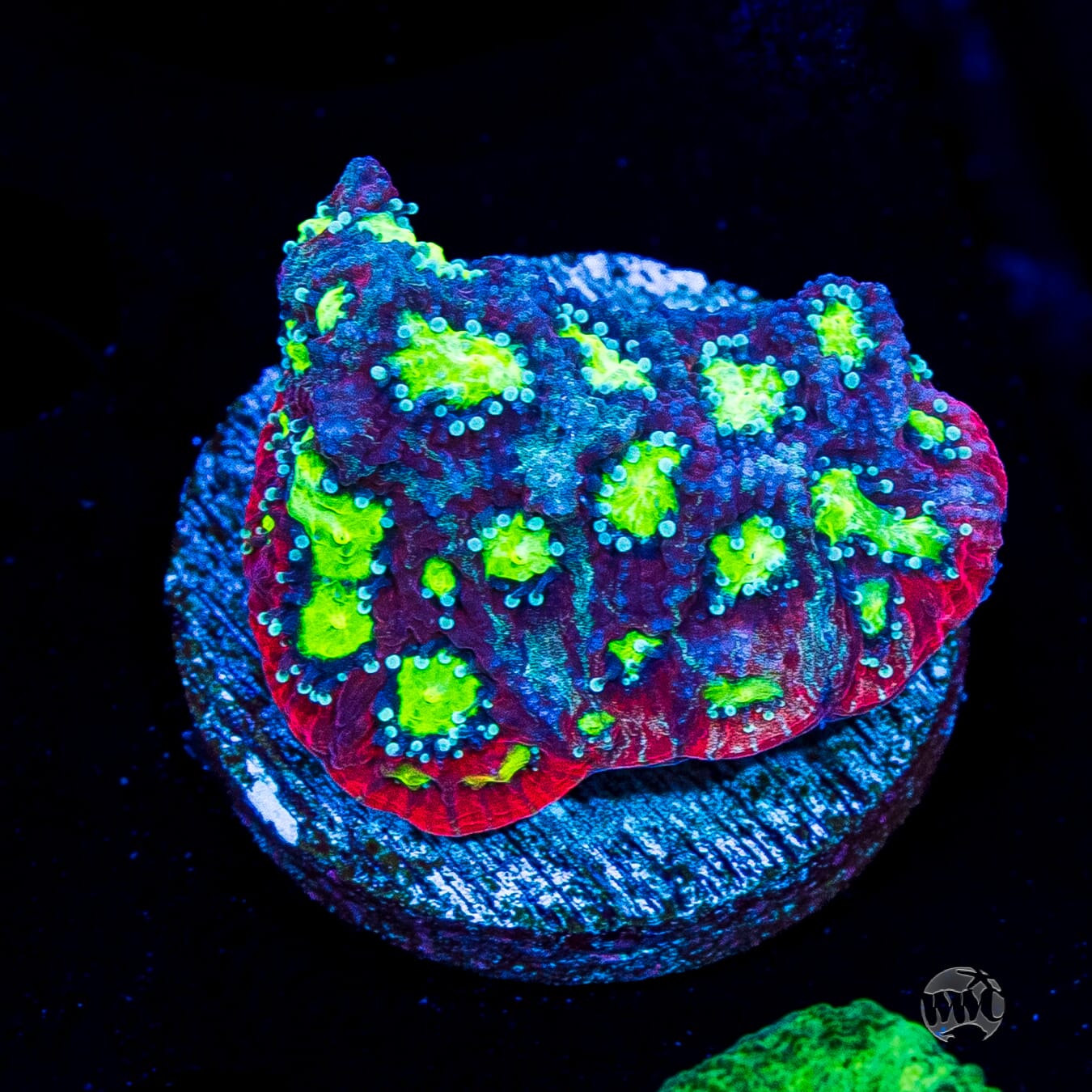 WWC Graffiti War Coral