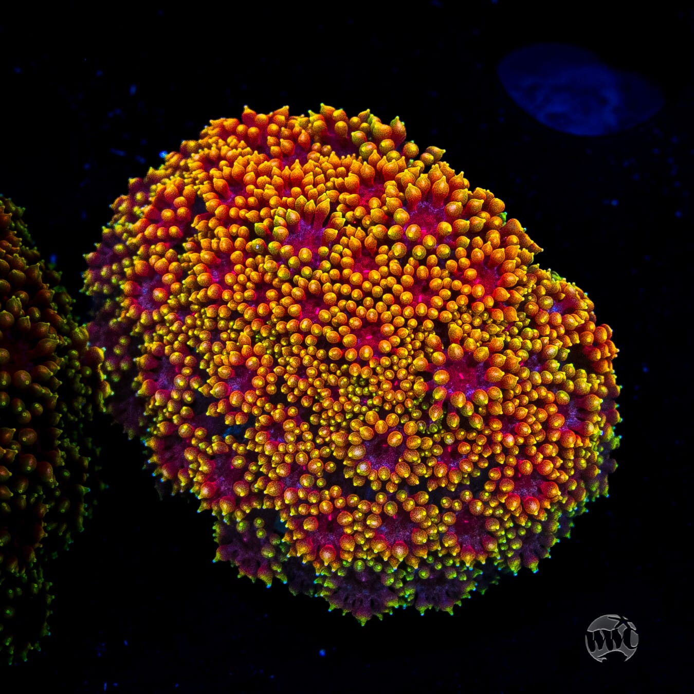 WWC Mai Tai Micro Goniopora