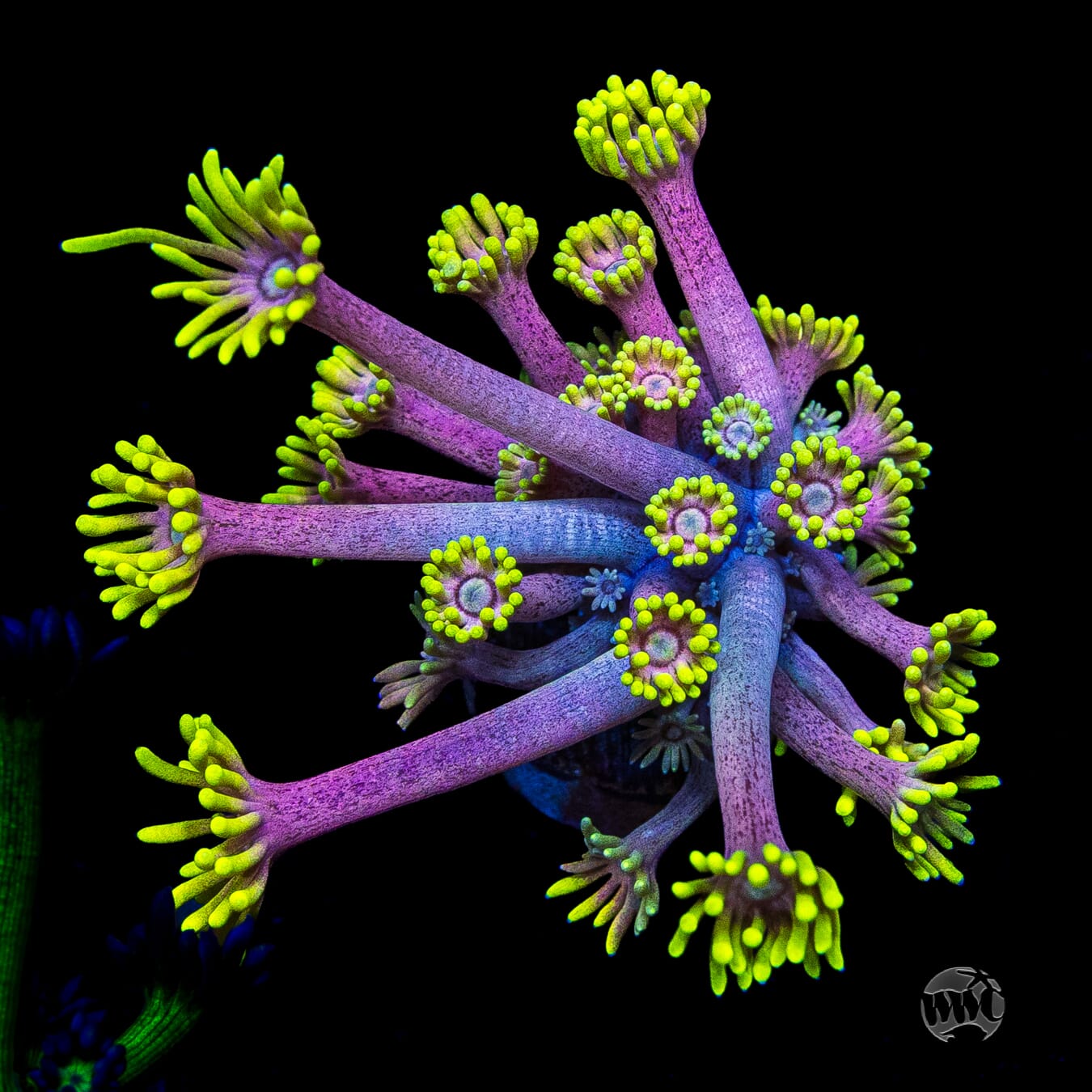 WWC Hail Hydra Goniopora