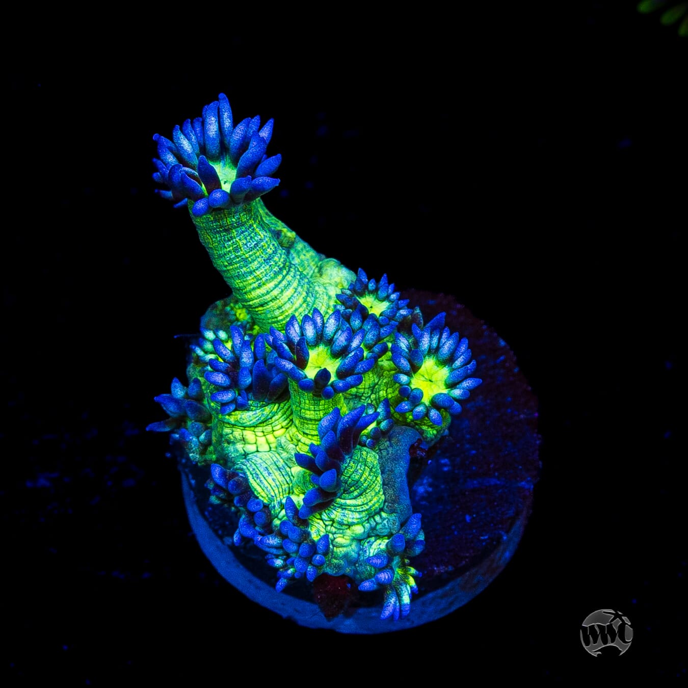 WWC Shadow Flame Goniopora
