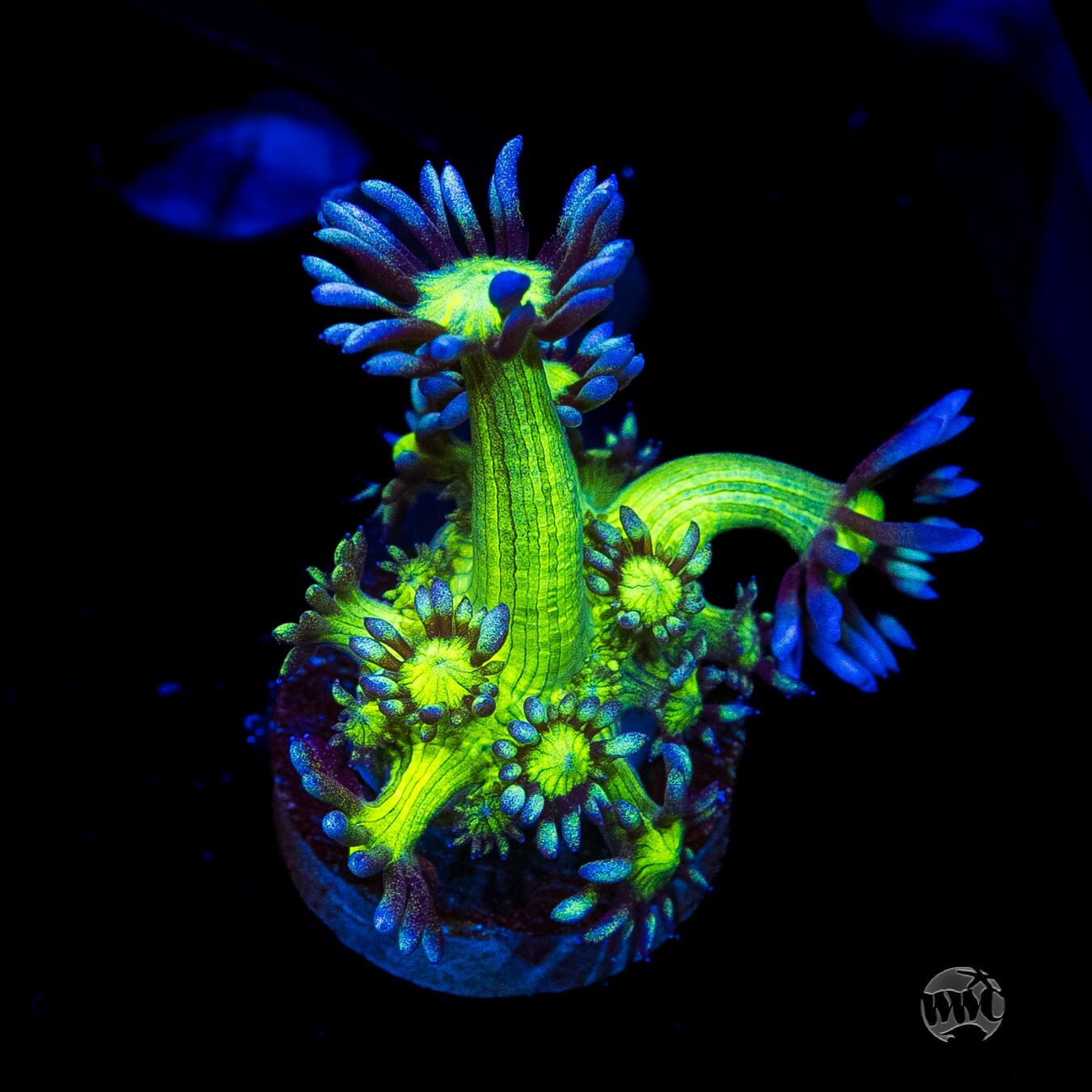 WWC Shadow Flame Goniopora