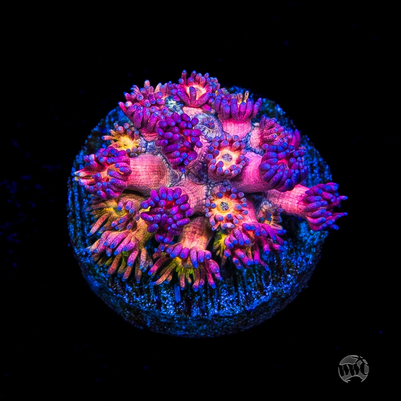 WWC Jewel Thief Goniopora