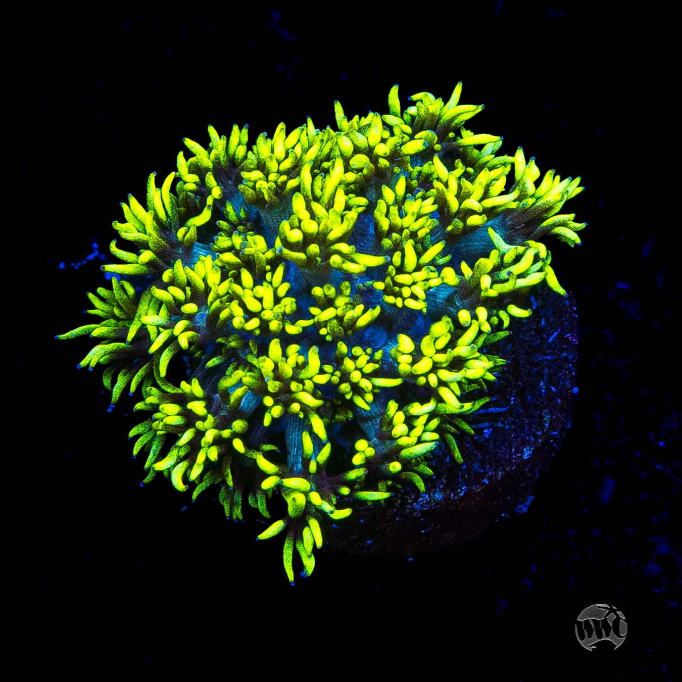 WWC Electrified Goniopora