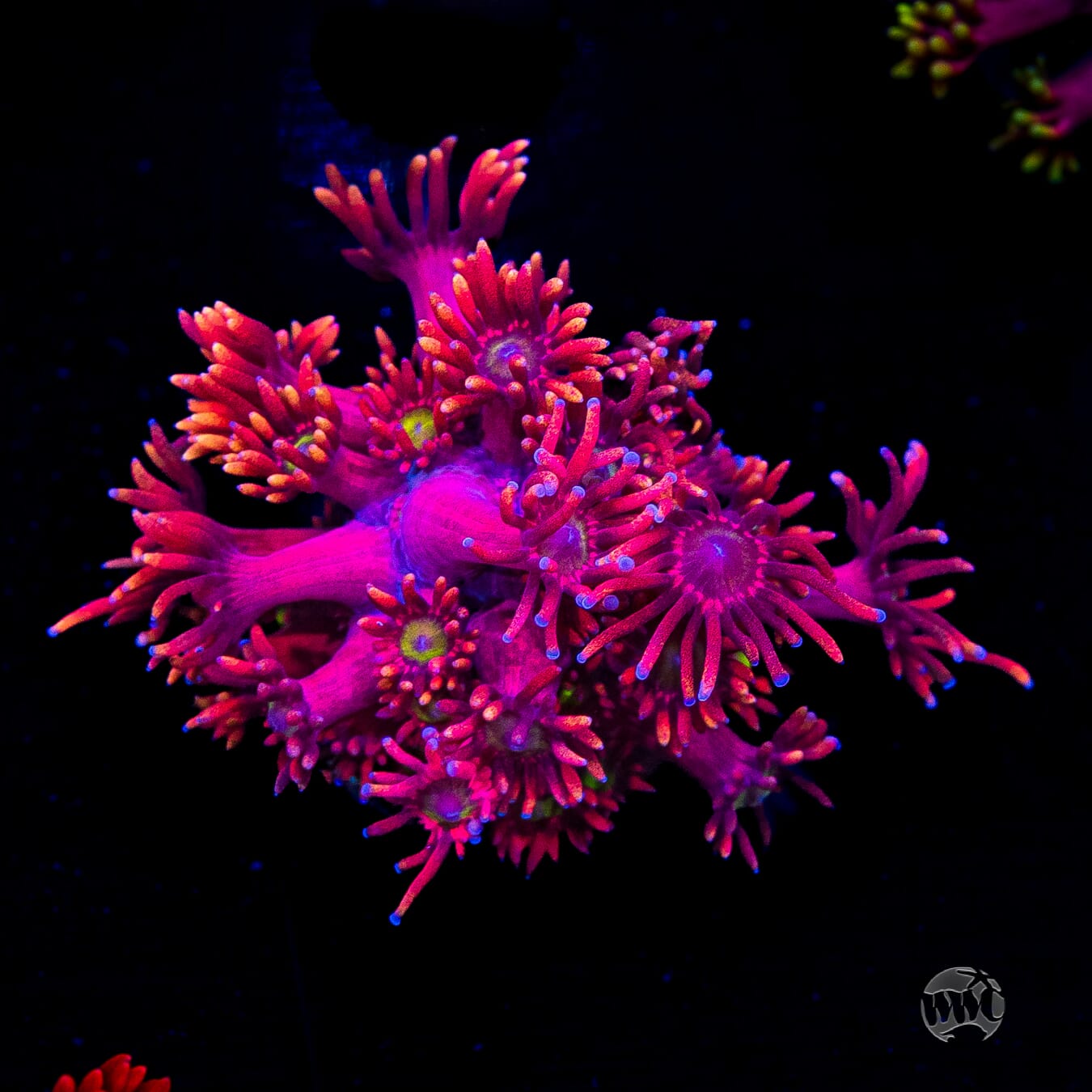 WWC Cherry Bonkerz Goniopora