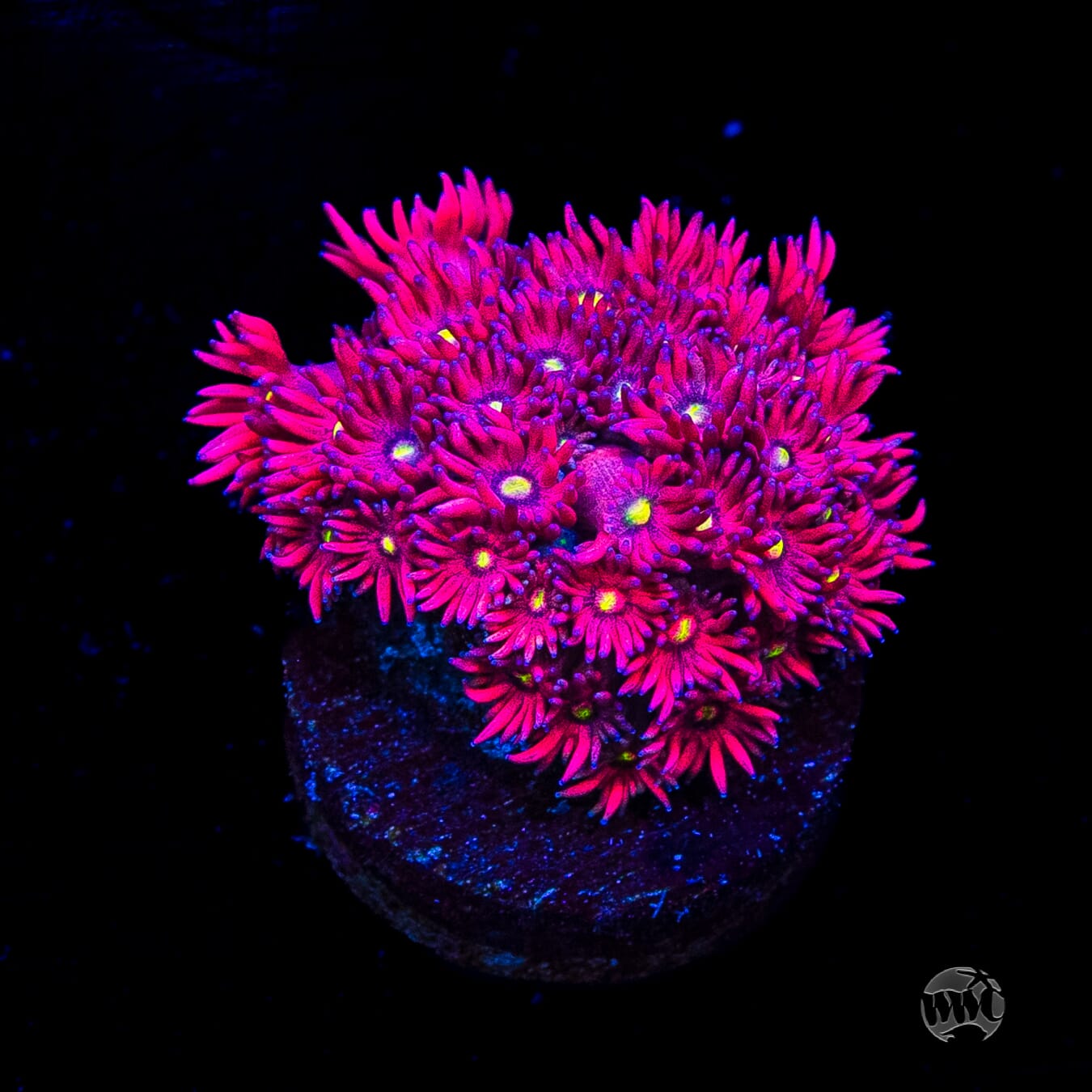 WWC Cherry Bonkerz Goniopora