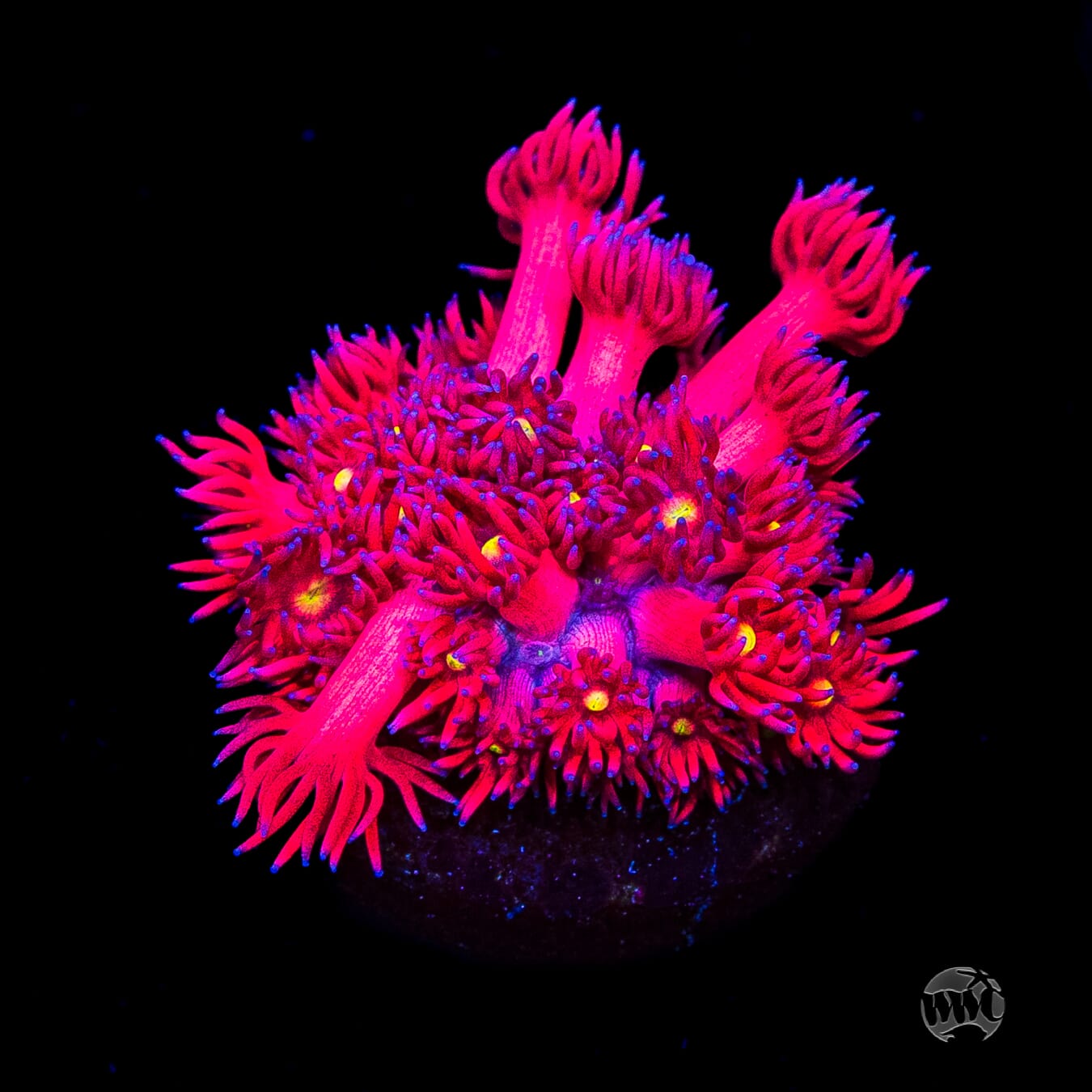 WWC Cherry Bonkerz Goniopora
