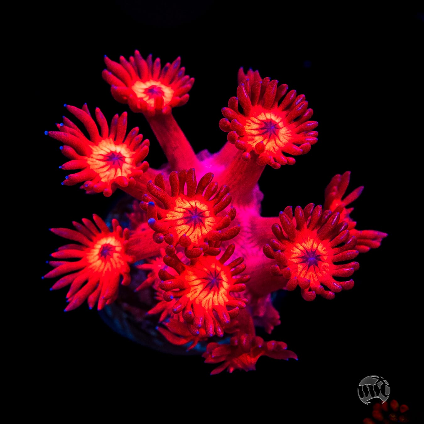 Ragin Rojo Goniopora